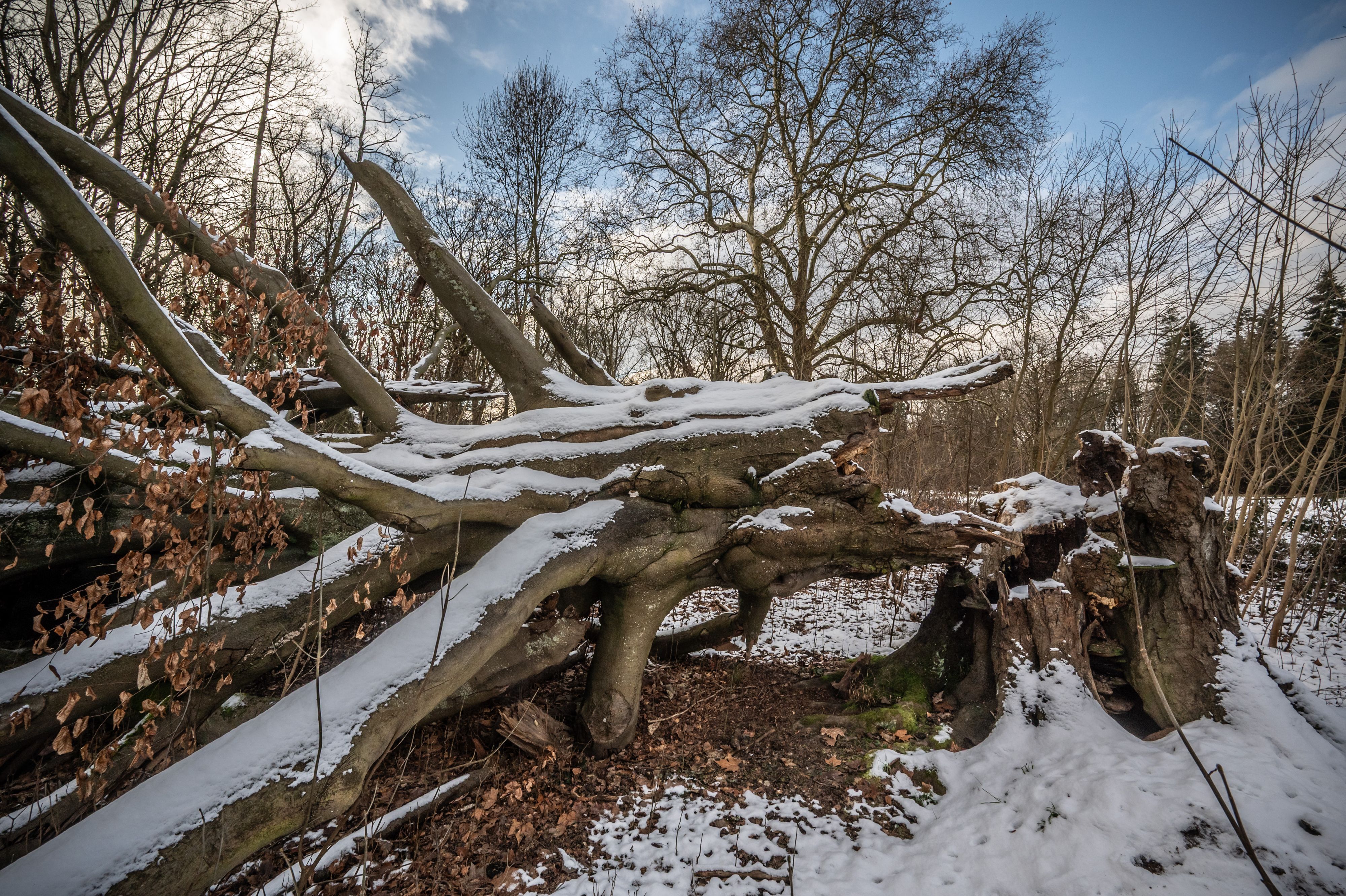Die bekannte Blutbuche im äußeren Schlosspark von Morsbroich ist um Neujahr 2026 umgefallen. Sie könnte 251 Jahre alt sein, denn der Park wurde 1775 angelegt. Bild: Ralf Krieger