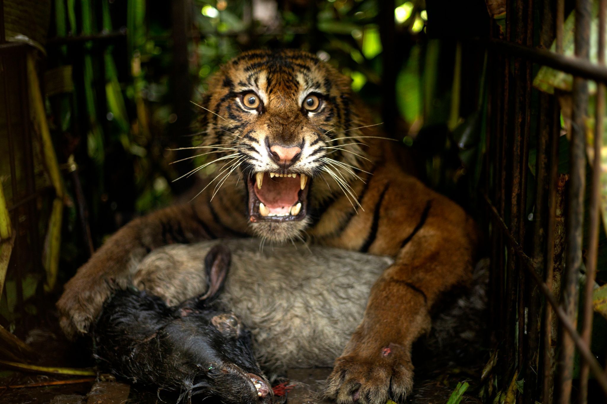 Sumatra-Tiger in Indonesien