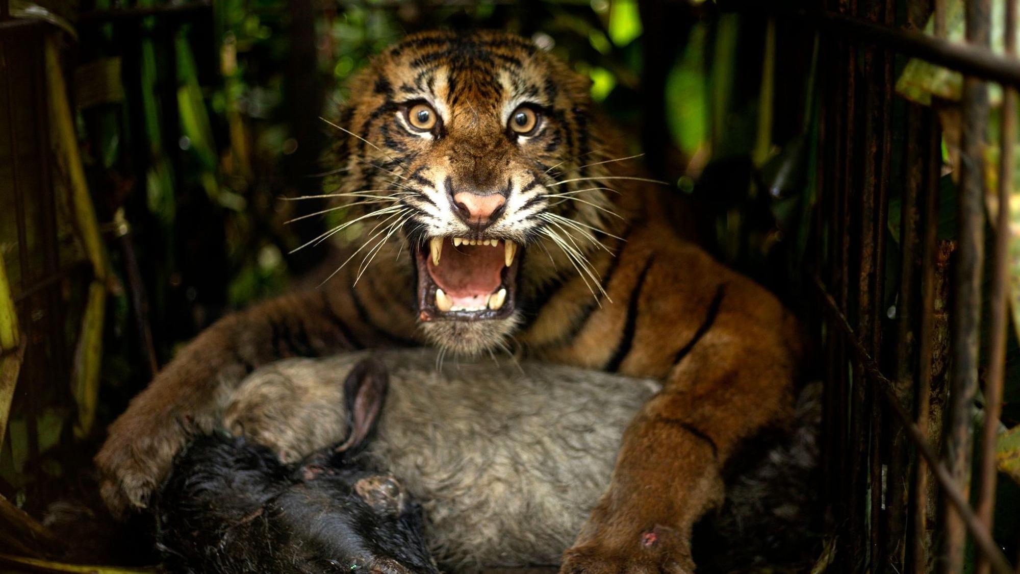 Sumatra-Tiger in Indonesien