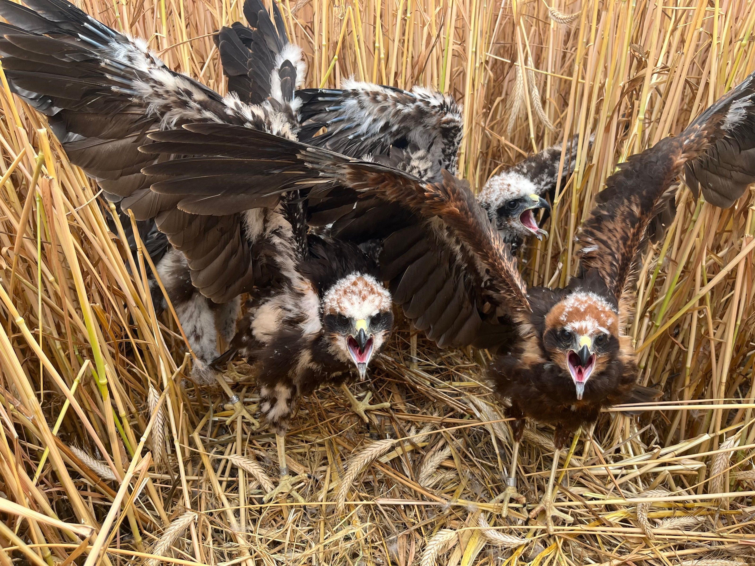 Junge Rohrweihen sitzen in ihrem Nest im Getreidefeld und sperren die Schnäbel auf.