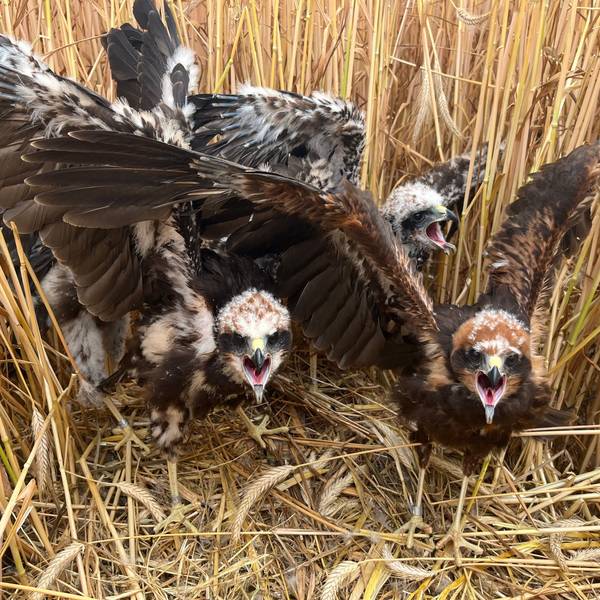 Junge Rohrweihen sitzen in ihrem Nest im Getreidefeld und sperren die Schnäbel auf.