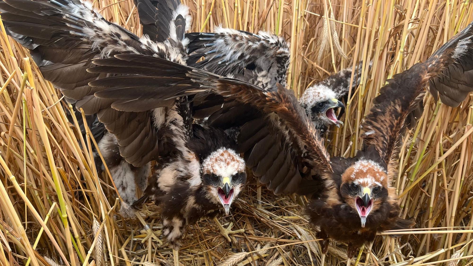 Junge Rohrweihen sitzen in ihrem Nest im Getreidefeld und sperren die Schnäbel auf.
