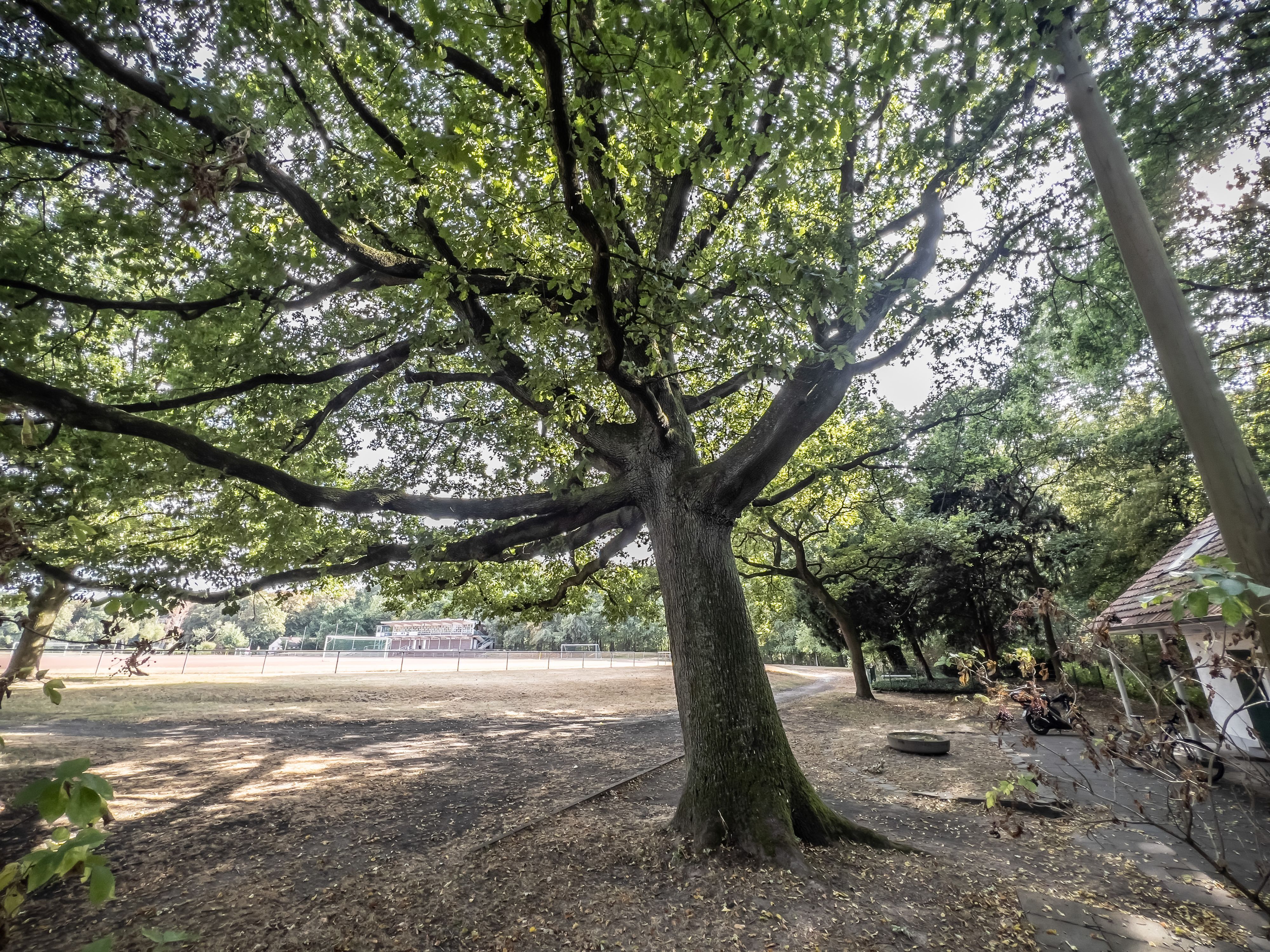 Eine Stieleiche in Opladen auf dem Birkenberg: Opladen Plus beantragt die Unterschutzstellung des Baums als Naturdenkmal.