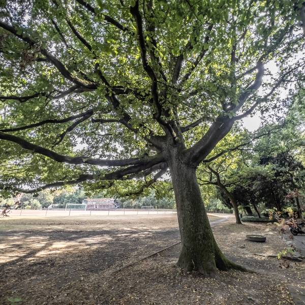 Eine Stieleiche in Opladen auf dem Birkenberg: Opladen Plus beantragt die Unterschutzstellung des Baums als Naturdenkmal.