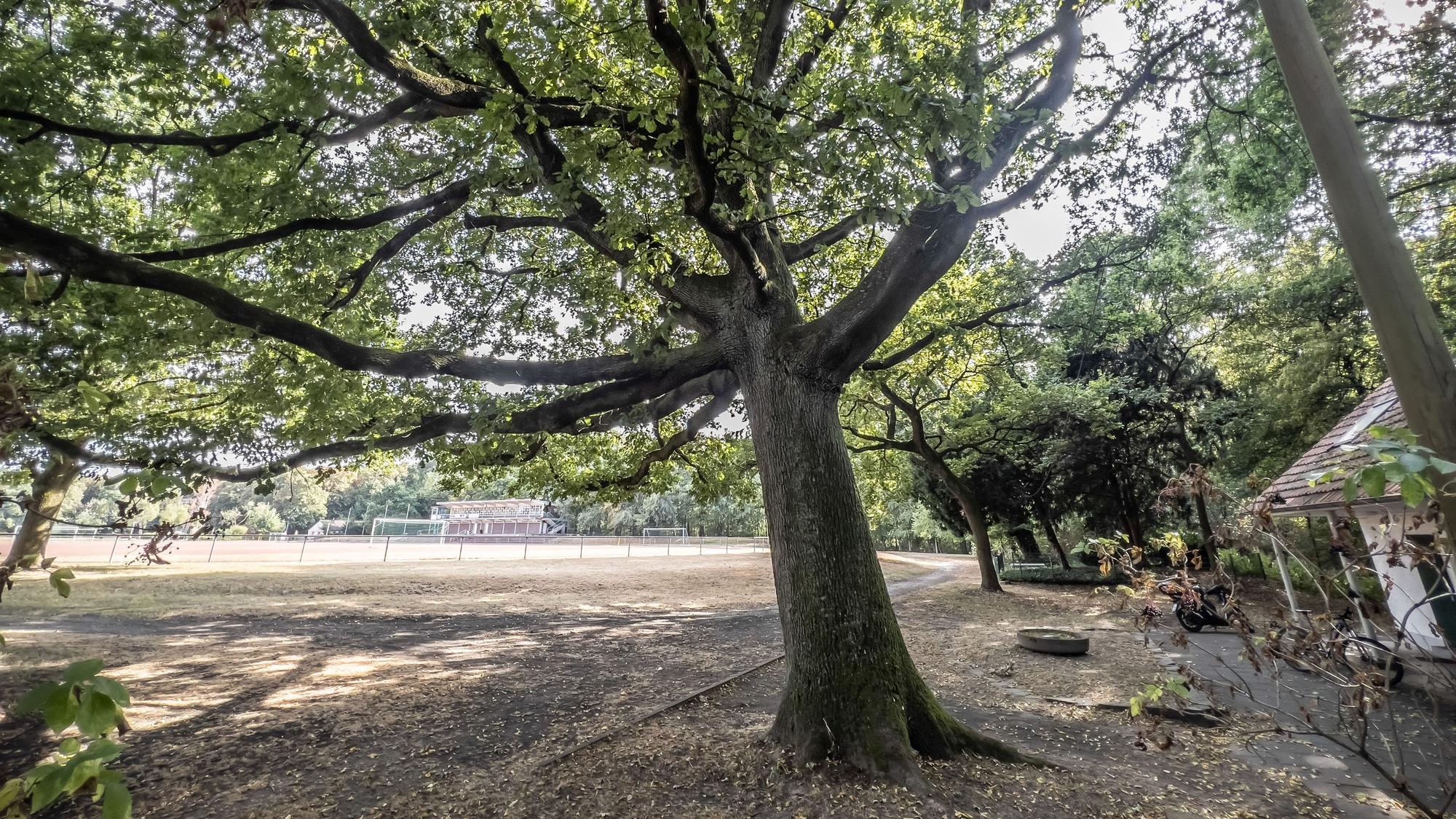 Eine Stieleiche in Opladen auf dem Birkenberg: Opladen Plus beantragt die Unterschutzstellung des Baums als Naturdenkmal.