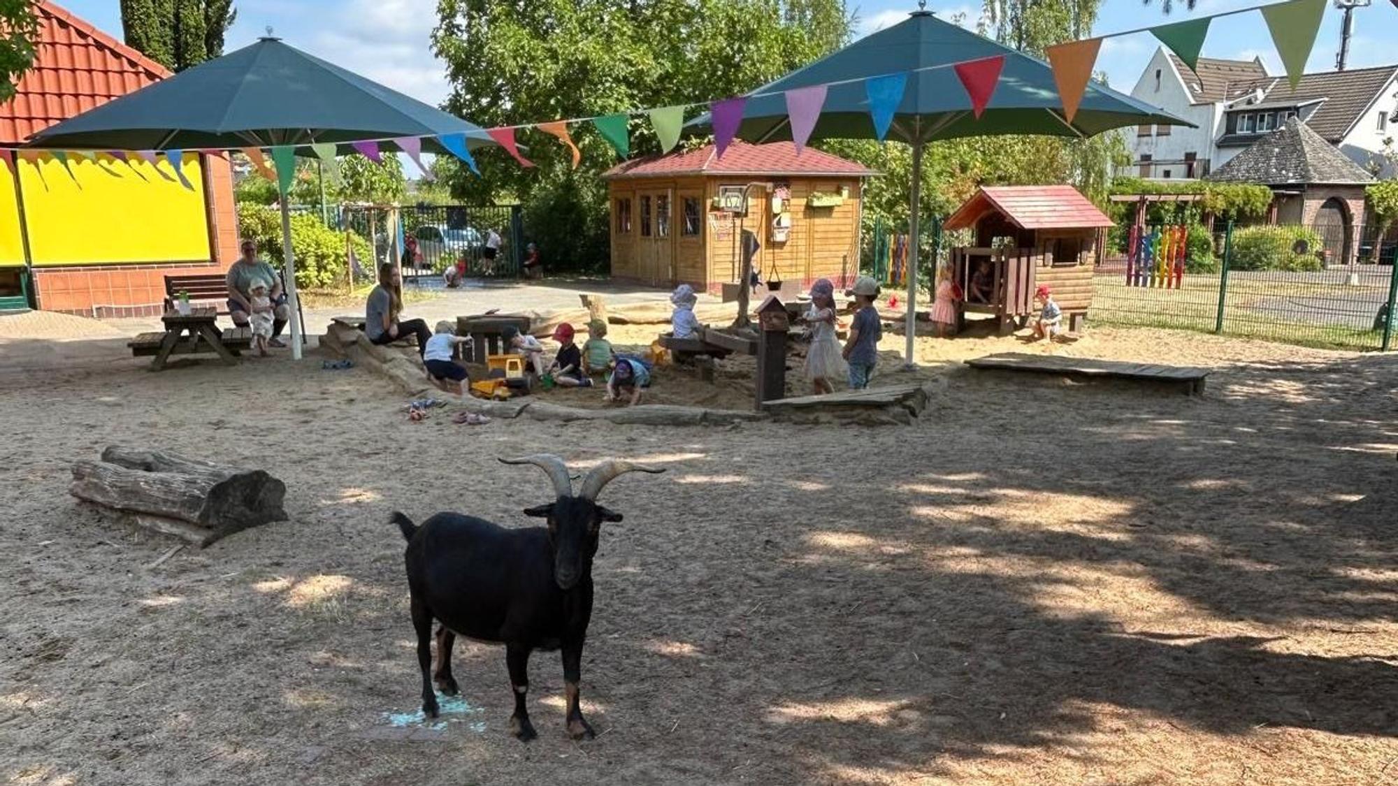 Das Gelände der Kita, im Vordergrung steht eine Ziege, im Hintergrund sitzen Mädchen und Jungen in einem Sandkasten.