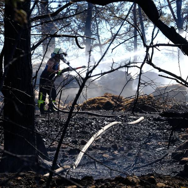 Ein Feuerwehrmann mit Atemschutzausrüstung löscht in einem Wald mit verkohlten Baumstämmen ein Feuer.