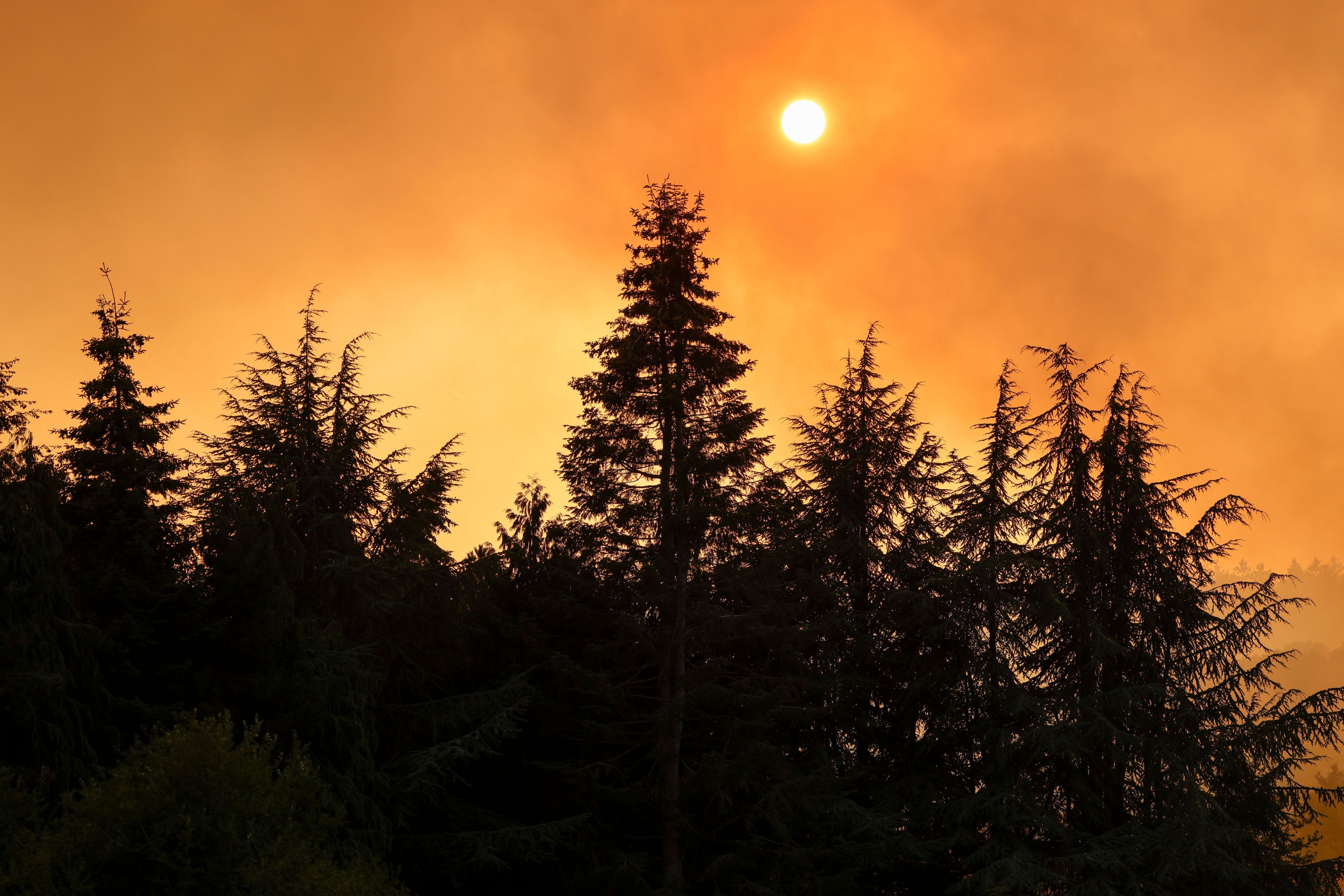 Dystopische Szenen: Im Hürtgenwald wütet ein Waldbrand – rund 1400 Kräfte sind im Einsatz. Gleichzeitig werden Rufe nach Konsequenzen laut.