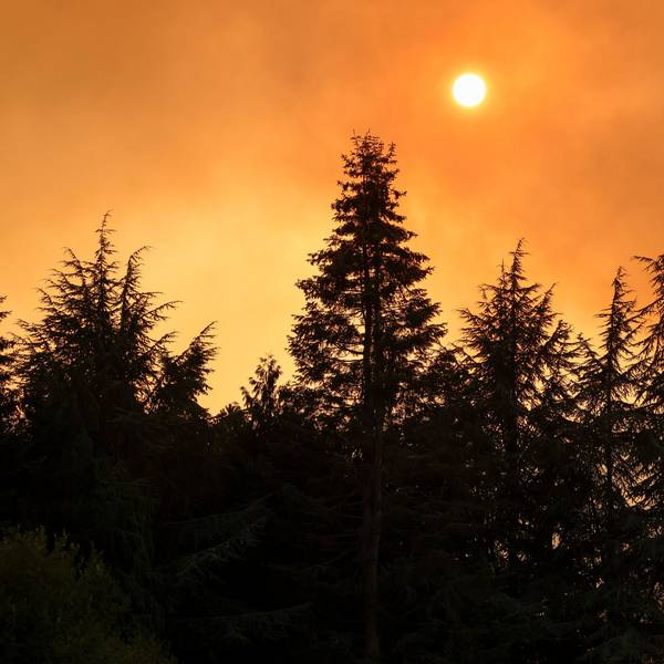 Dystopische Szenen: Im Hürtgenwald wütet ein Waldbrand – rund 1400 Kräfte sind im Einsatz. Gleichzeitig werden Rufe nach Konsequenzen laut.