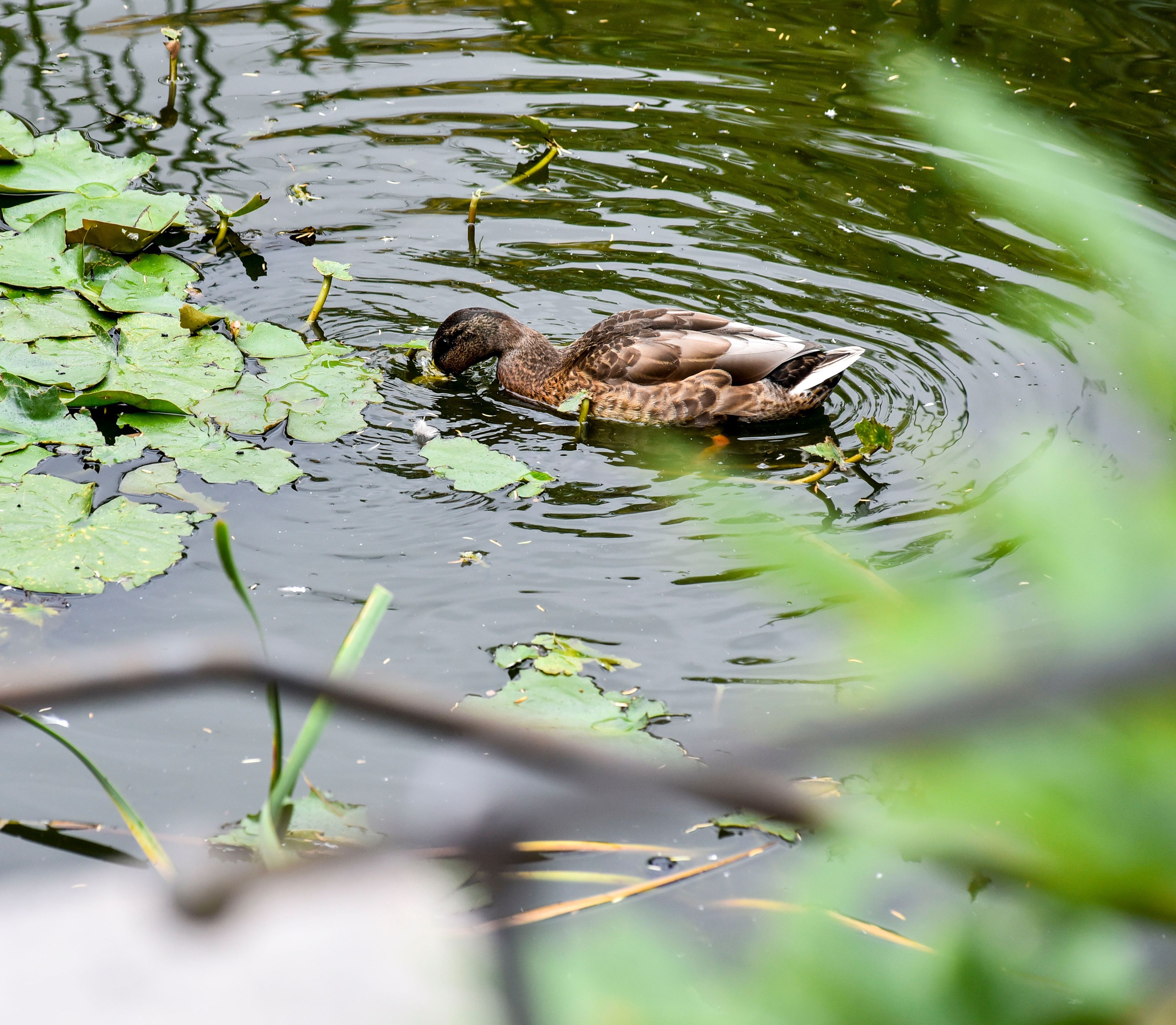 Eine Ente schwimmt in einem Teich.