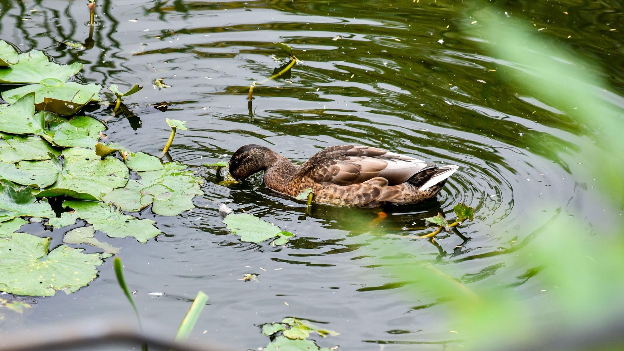 Eine Ente schwimmt in einem Teich.