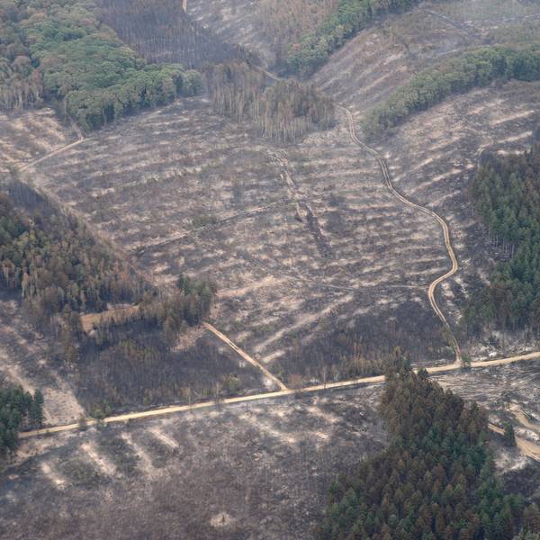 Die Aufnahme aus einem Flugzeug zeigt das Waldbrandgebiet im Hürtgenwald. Mehrere Hundert Hektar Waldfläche brannten ab