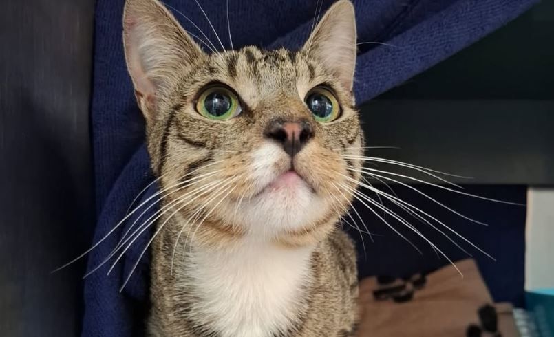 In Alfter wurde ein Kater entdeckt, den Unbekannte in einer mit Klebeband verschlossenen Katzentoilette abgestellt und sich selbst überlassen hatten.