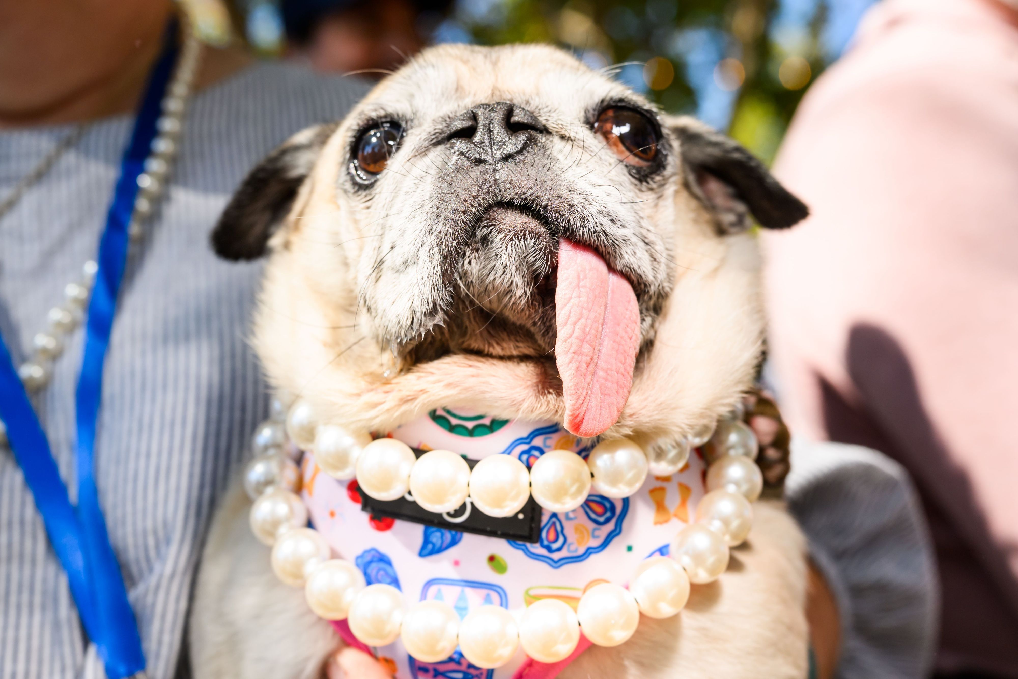Jinny Lu, eine aus dem Tierheim gerettete Mopsdame, bereitet sich auf die Teilnahme am Wettbewerb um den hässlichsten Hund der Welt auf der Sonoma County Fair vor.