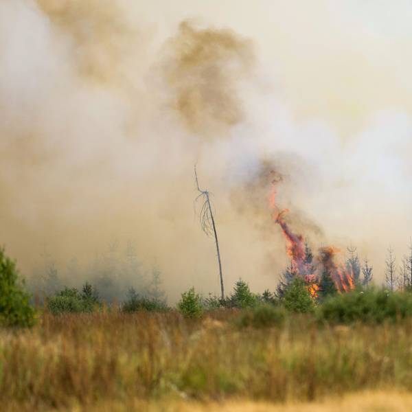 Flammen schlagen hoch in der Hochmoor- und Sumpflandschaft Hohe Venn unweit der deutschen Grenze. Wegen der Ausbreitung eines großen Waldbrandes von Belgien in Richtung Deutschland ist die Lage angespannt.
