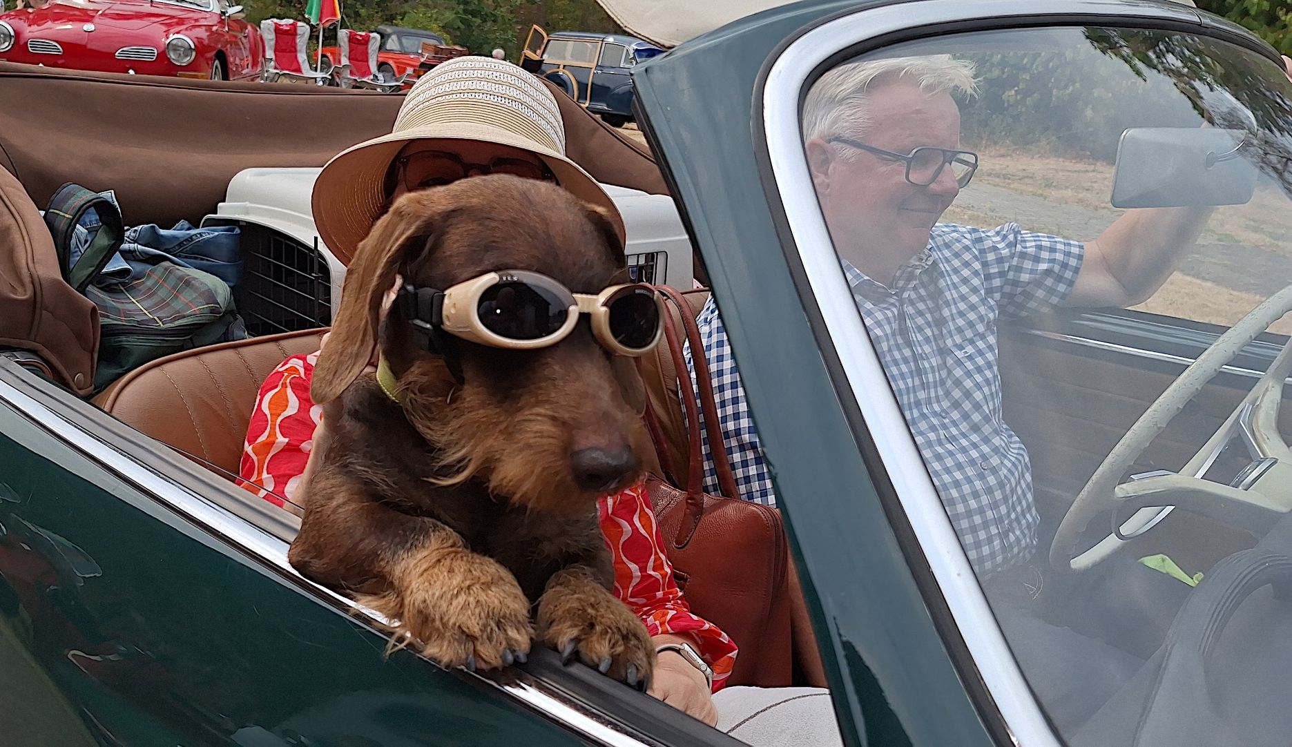 Ein Rauhaardackel, der eine Schutzbrille trägt, schaut aus einem Oldtimer-Cabrio heraus, in dem zwei Personen sitzen.