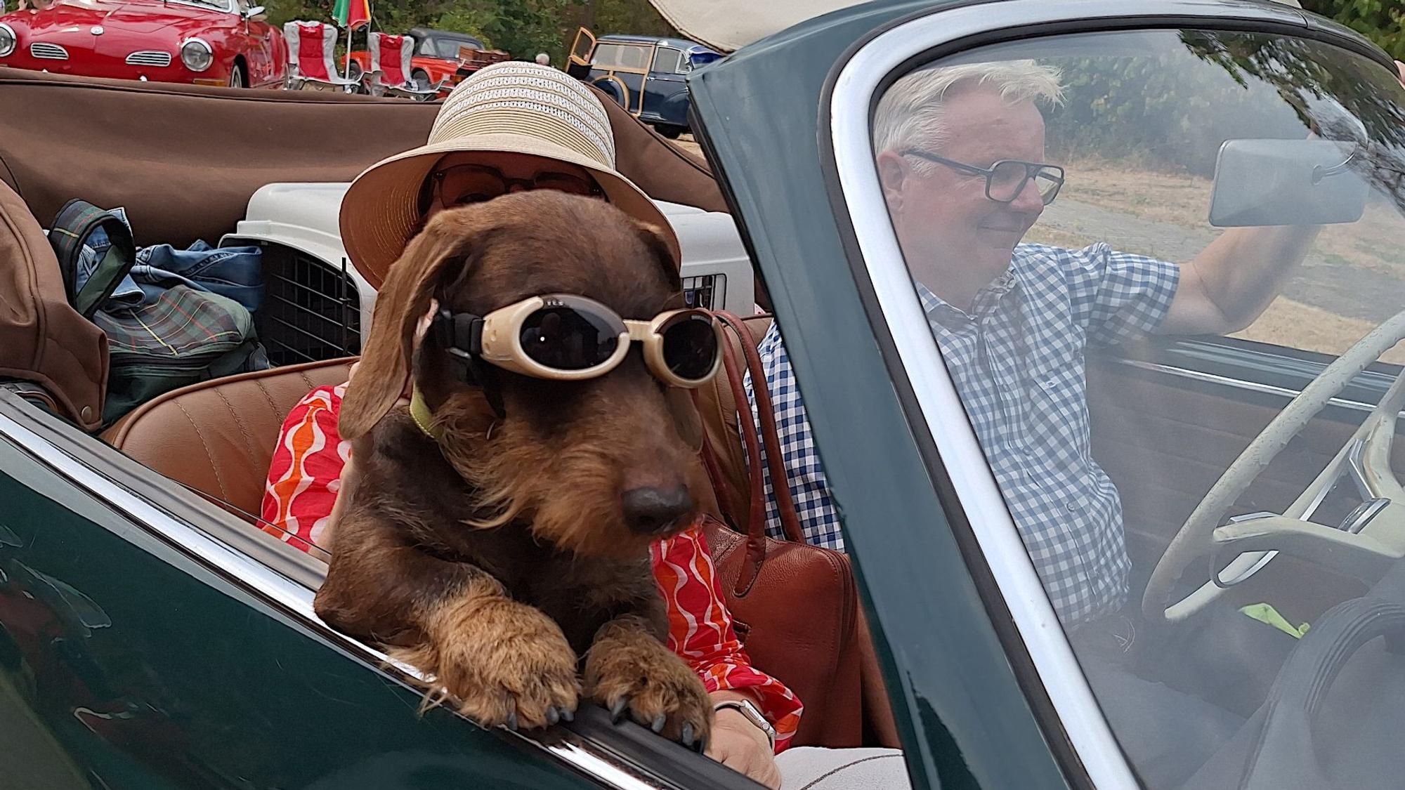 Ein Rauhaardackel, der eine Schutzbrille trägt, schaut aus einem Oldtimer-Cabrio heraus, in dem zwei Personen sitzen.