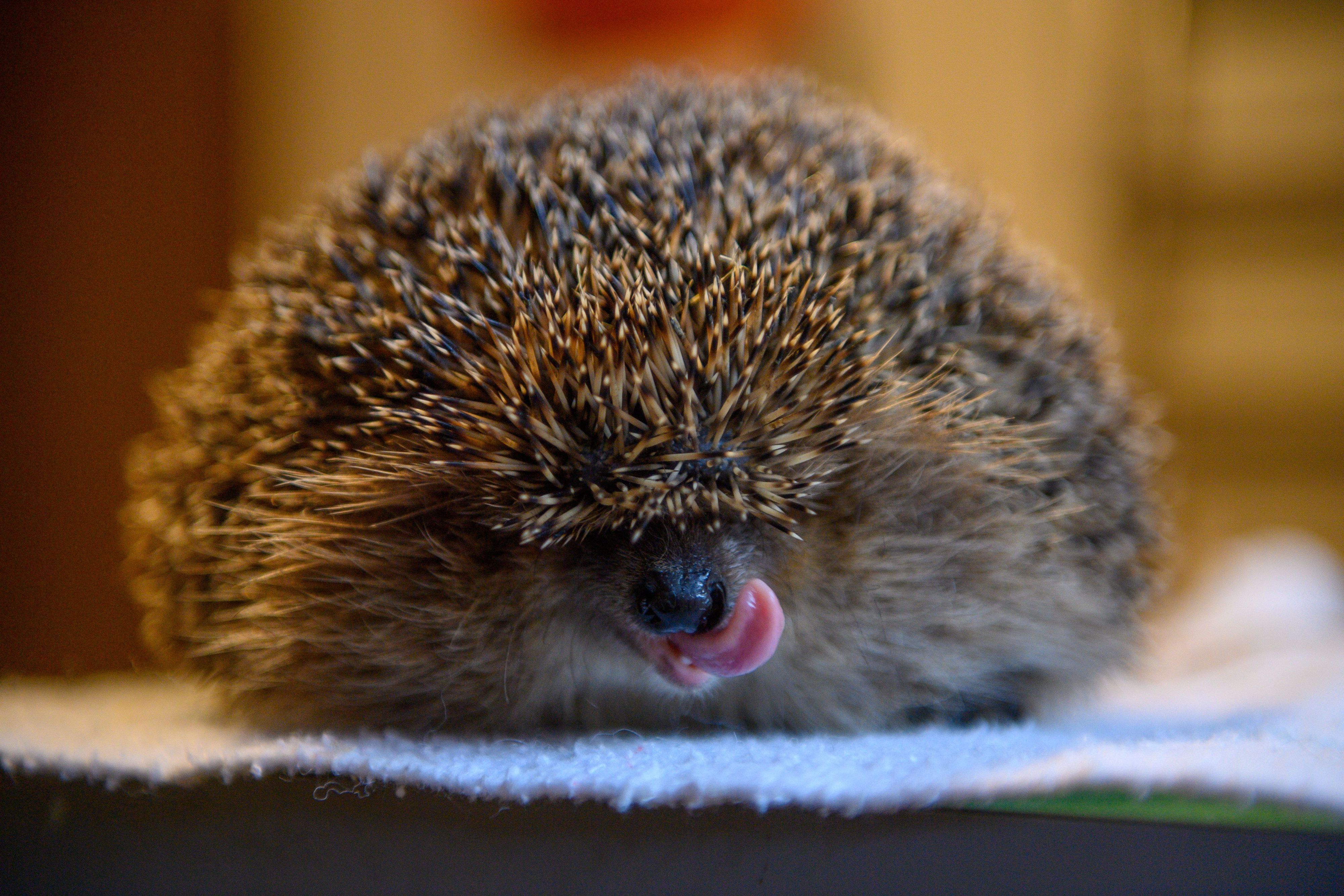 Igel finden hohen Temperaturen nur wenige Würmer und Käfer als Nahrung. Im Bild schleckt sich ein Igel über den Mund.