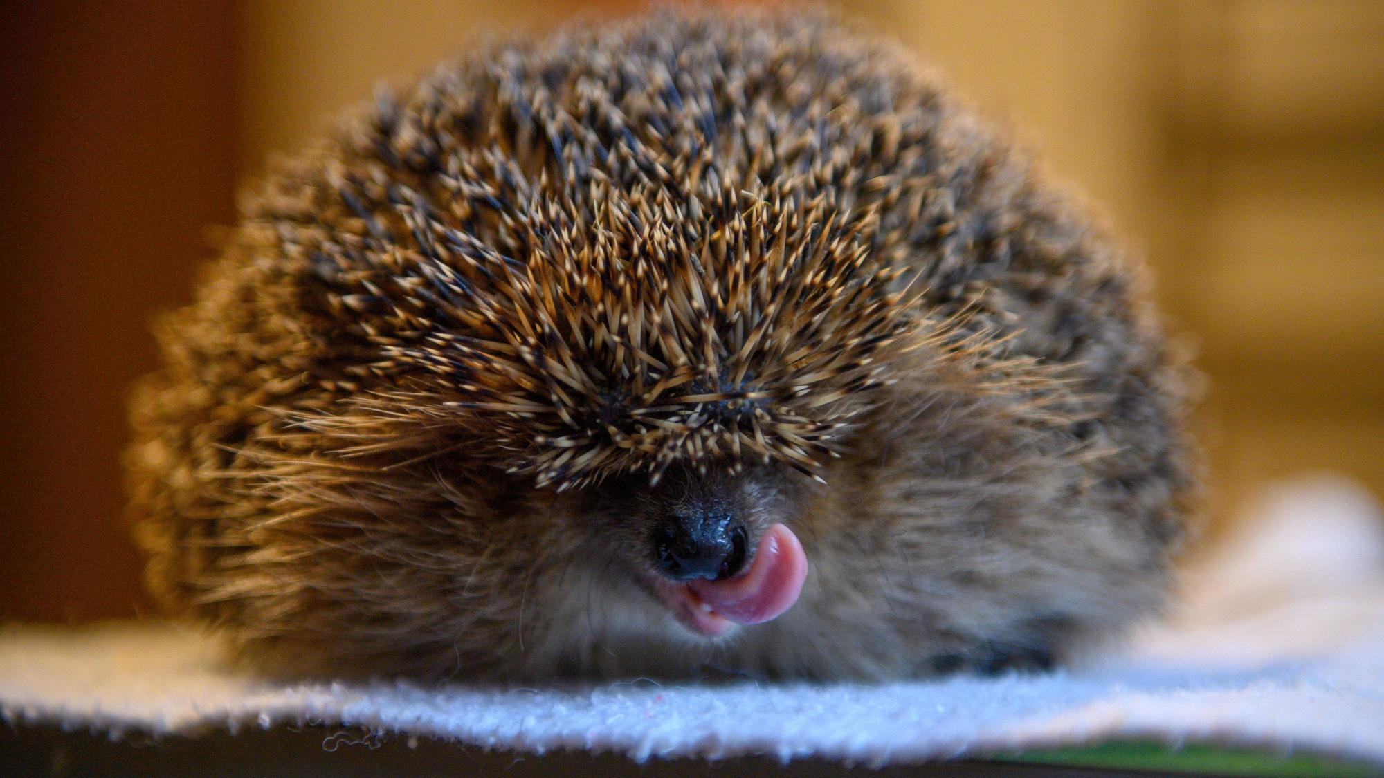 Igel finden hohen Temperaturen nur wenige Würmer und Käfer als Nahrung. Im Bild schleckt sich ein Igel über den Mund.