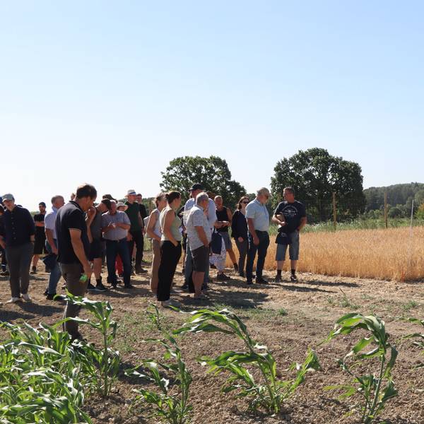 Im Anbau auf den Versuchsflächen ist sogar mehrjähriger Weizen - allerdings scheitert der Anbau in der Landwirtschaft einfach noch an den Erträgen.