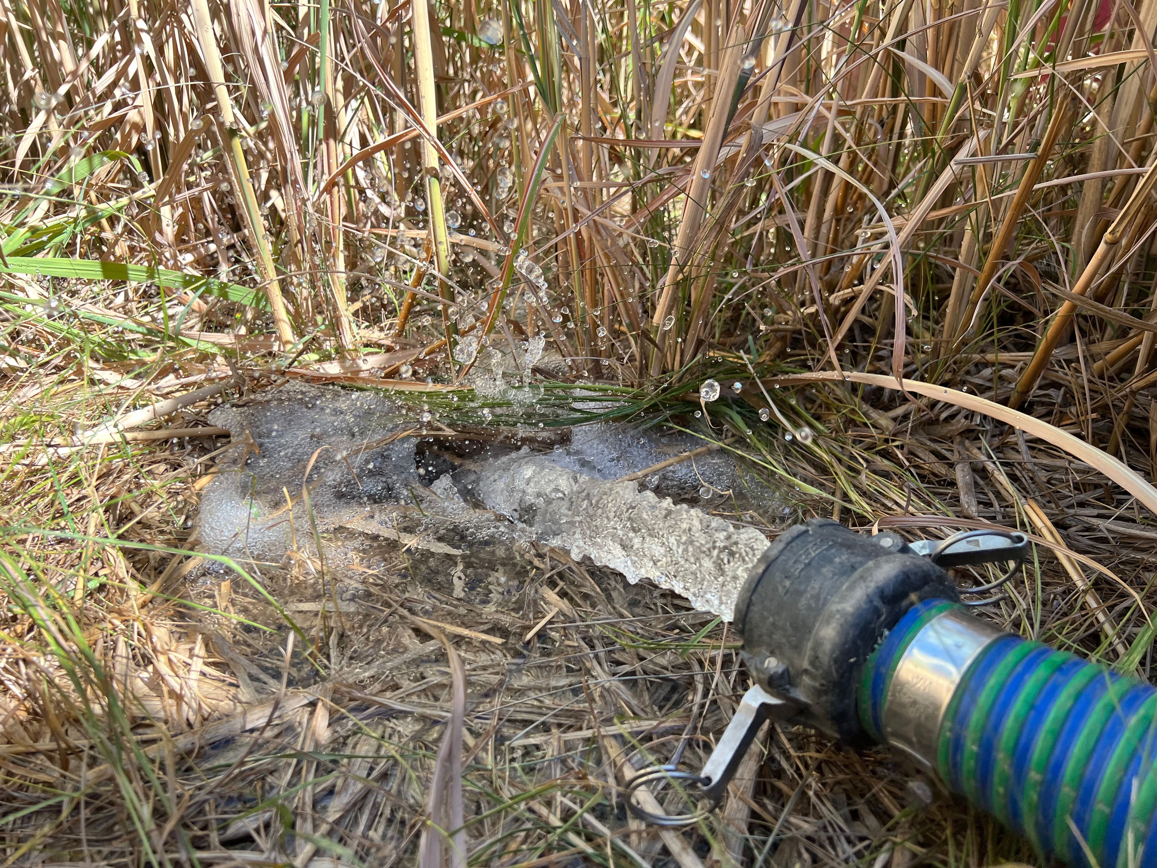 Starkregen aus dem Wasserschlauch - ein Versuch um zu zeigen, wie Chinaschilf mit großen Mengen von Wasser fertig wird.