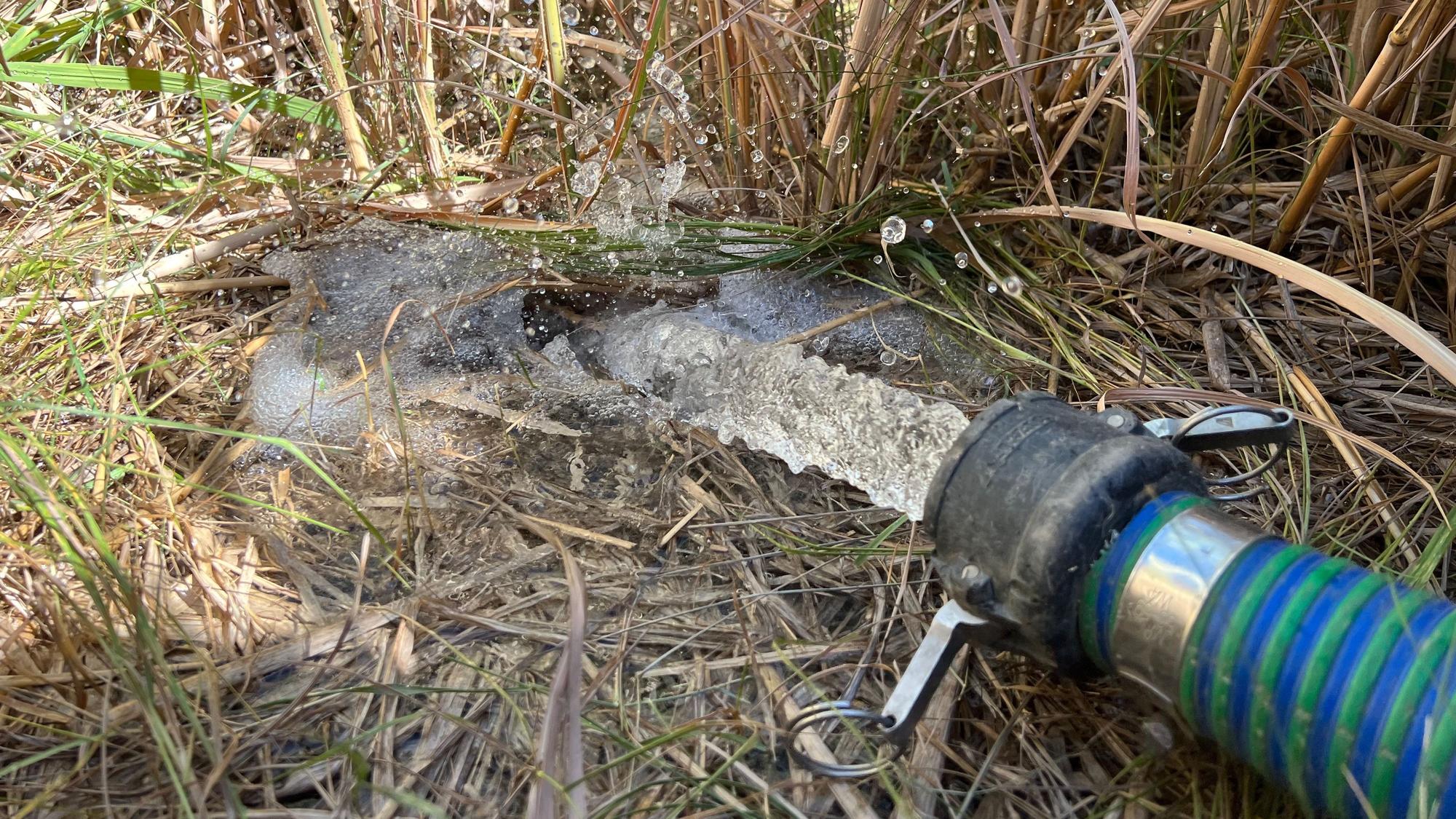 Starkregen aus dem Wasserschlauch - ein Versuch um zu zeigen, wie Chinaschilf mit großen Mengen von Wasser fertig wird.
