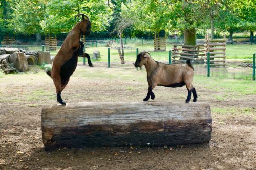 Zwei Ziegen spielen im Lindenthaler Tierpark.