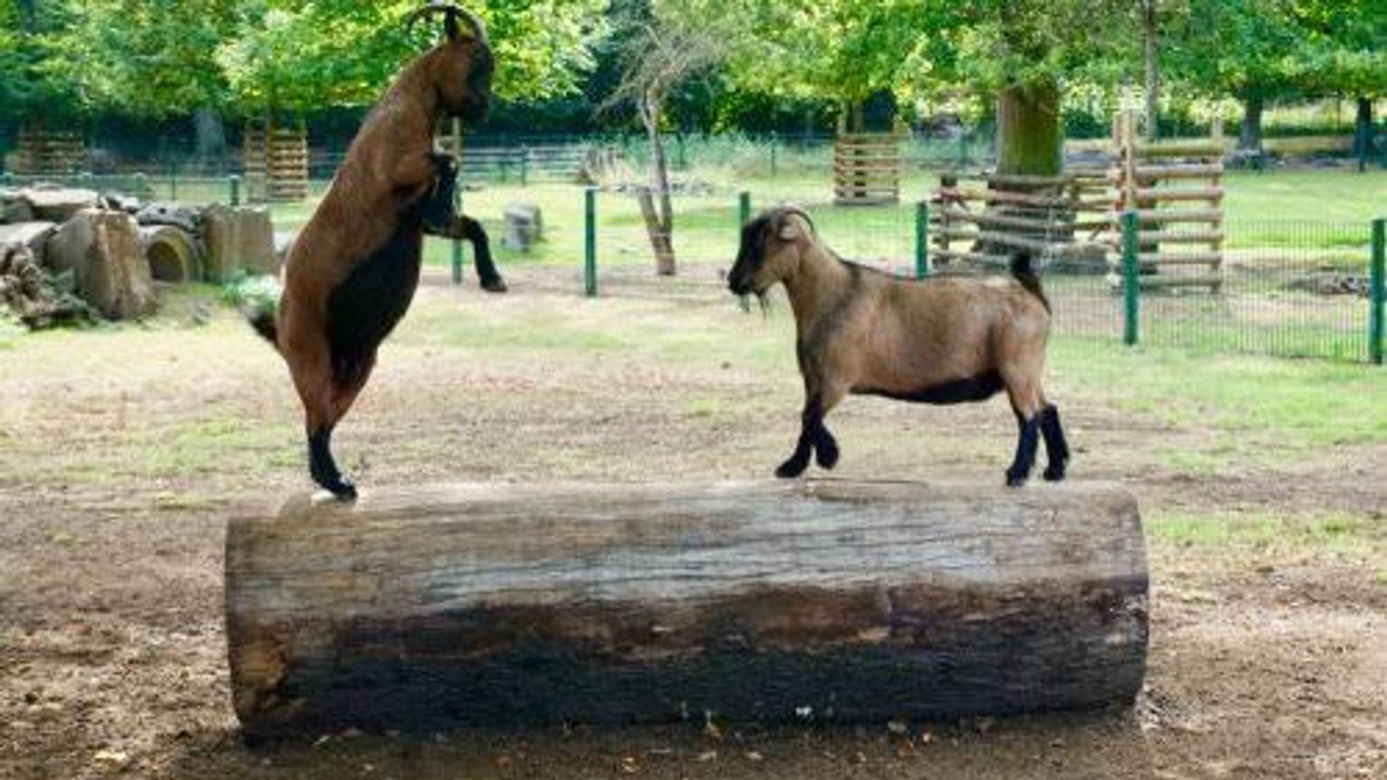 Zwei Ziegen spielen im Lindenthaler Tierpark.