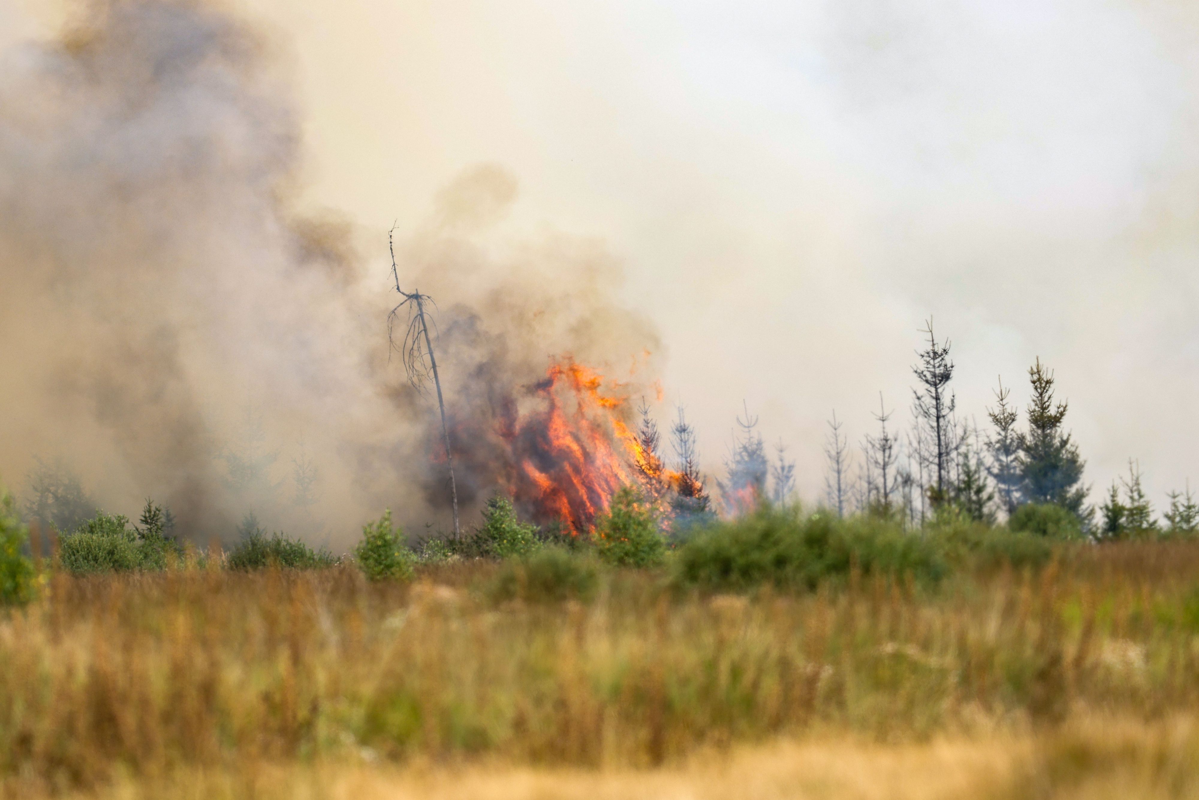 Flammen schlagen hoch in der Hochmoor- und Sumpflandschaft Hohe Venn unweit der deutschen Grenze.