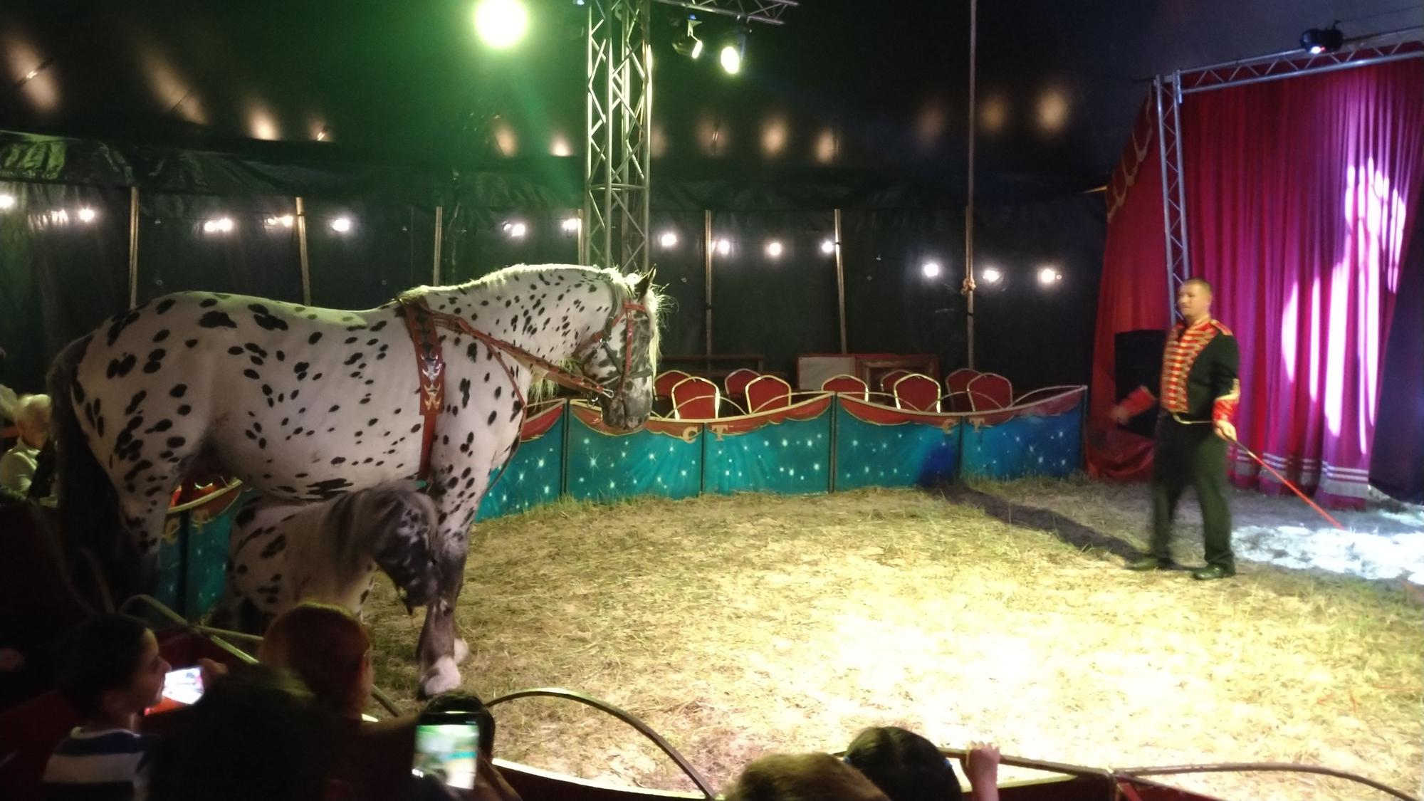 Als Dompteur hat Angelo Bügler seine tierischen Artisten im Griff.