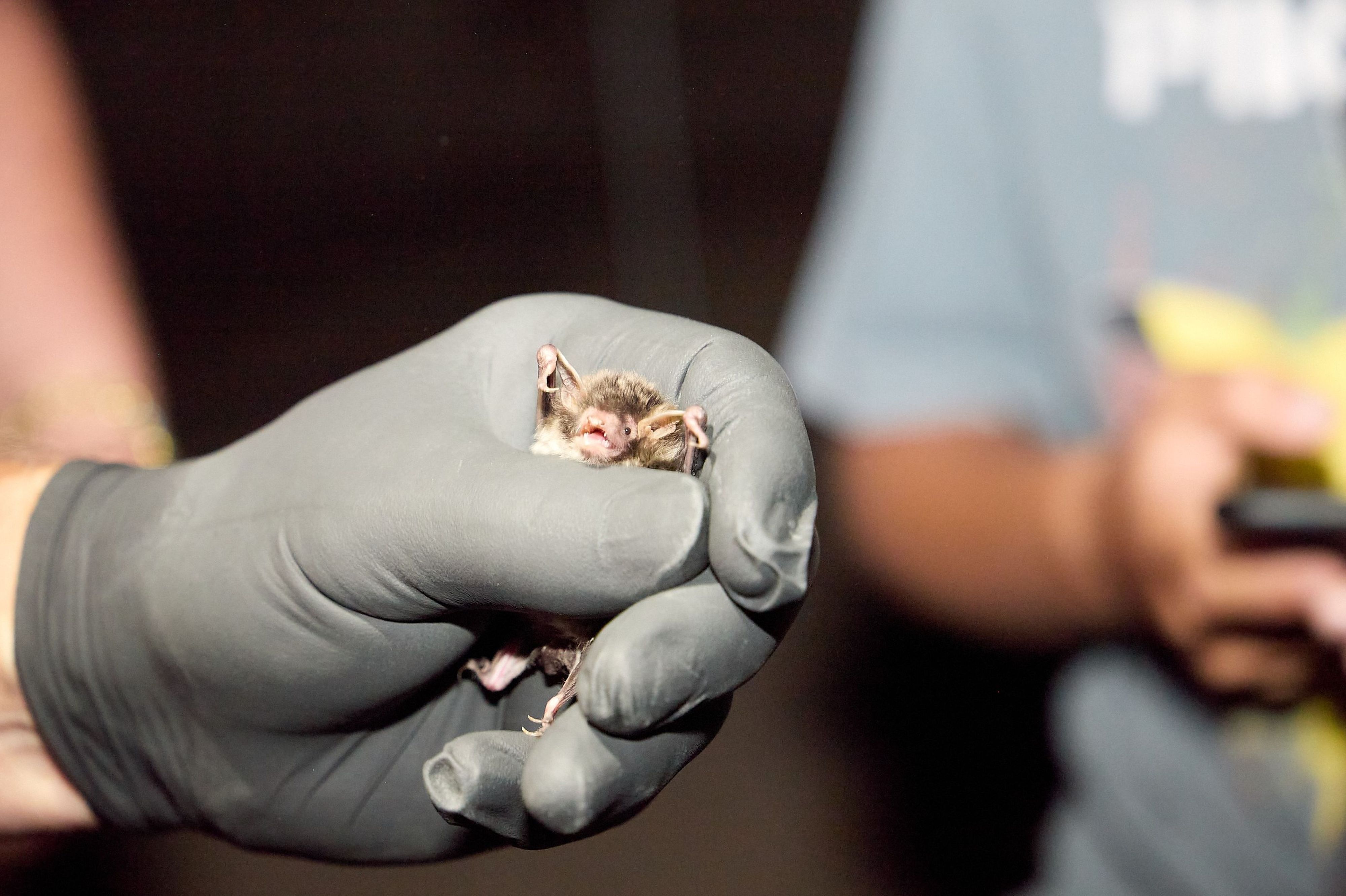 Eine Wasserfledermaus wird von einem Mann vorsichtig in der linken Hand festgehalten, an der er zum Schutz einen schwarzen Gummihandschuh trägt.