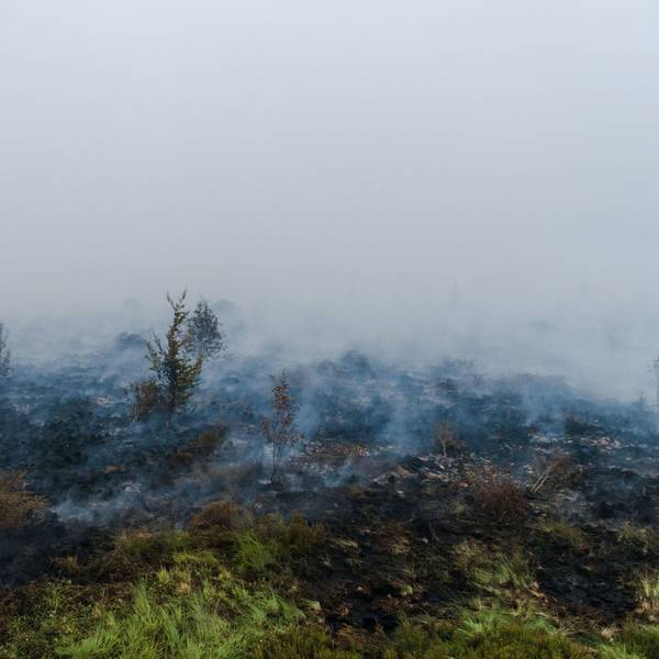 Die Bekämpfung des Waldbrandes ist wegen des torfhaltigen Bodens in dem Naturschutzgebiet besonders schwierig.