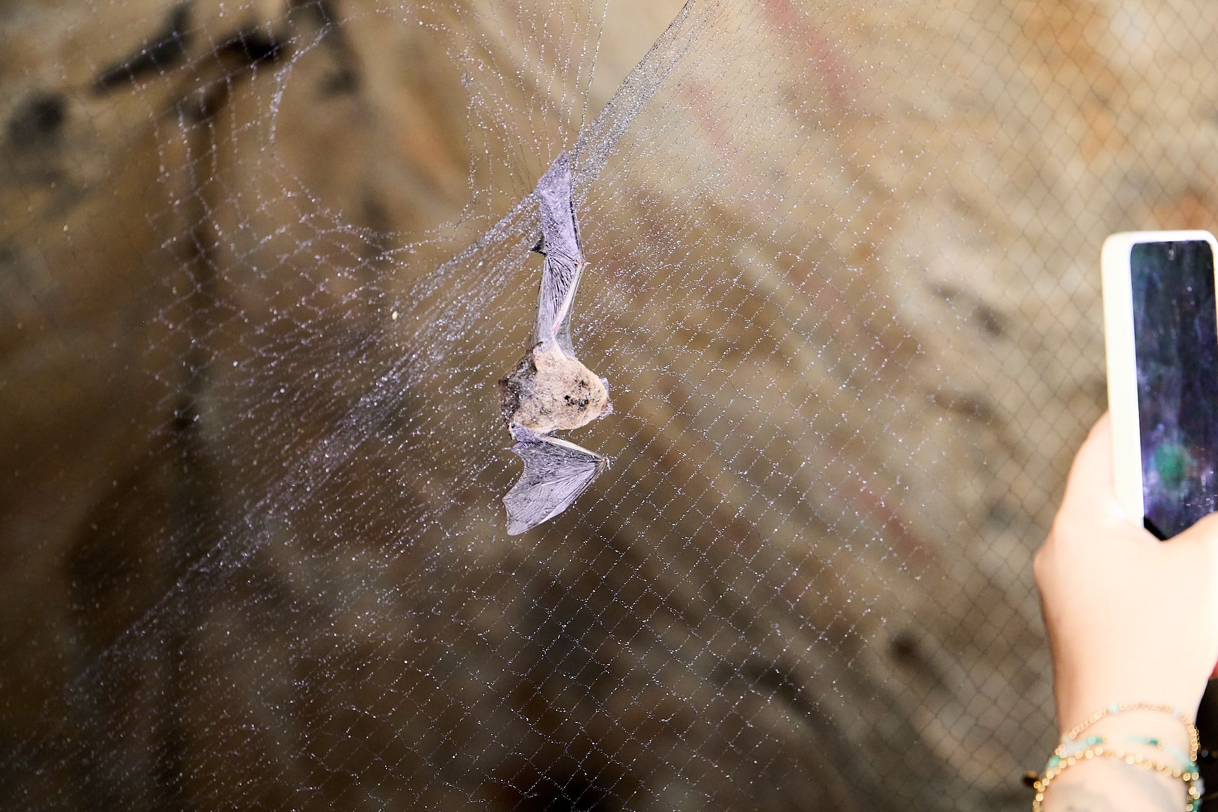 Eine Fledermaus hängt in einem feinen Netz.