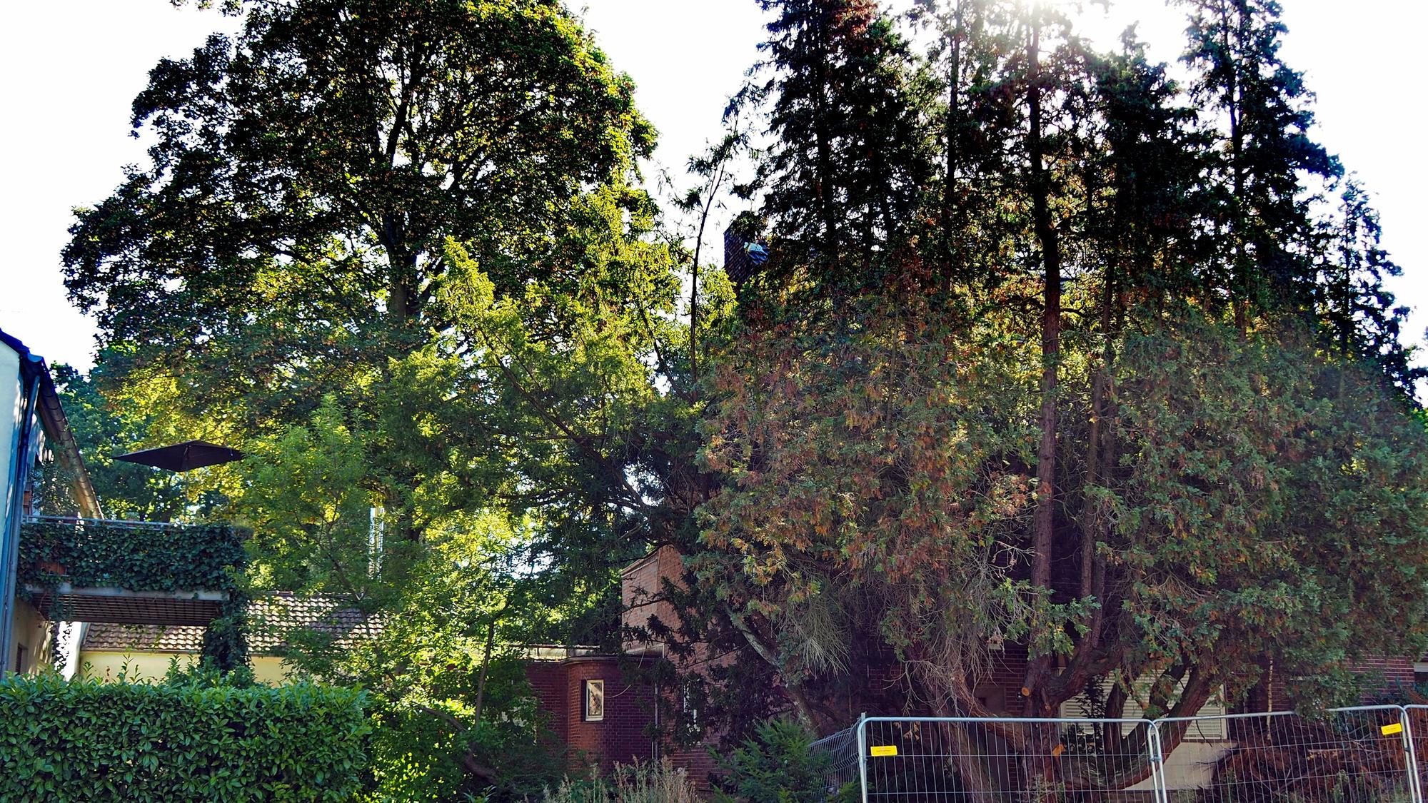 Der alte Ahorn (links im Bild) in der Goethestraße soll gefällt werden, weil auf dem Nachbargrundstück (rechts) ein Neubau errichtet werden soll.