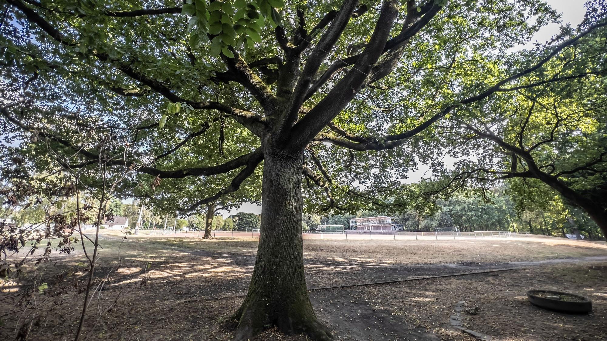Eine Stieleiche in Opladen auf dem Birkenberg: Opladen Plus beantragt die Unterschutzstellung des Baums als Naturdenkmal.
