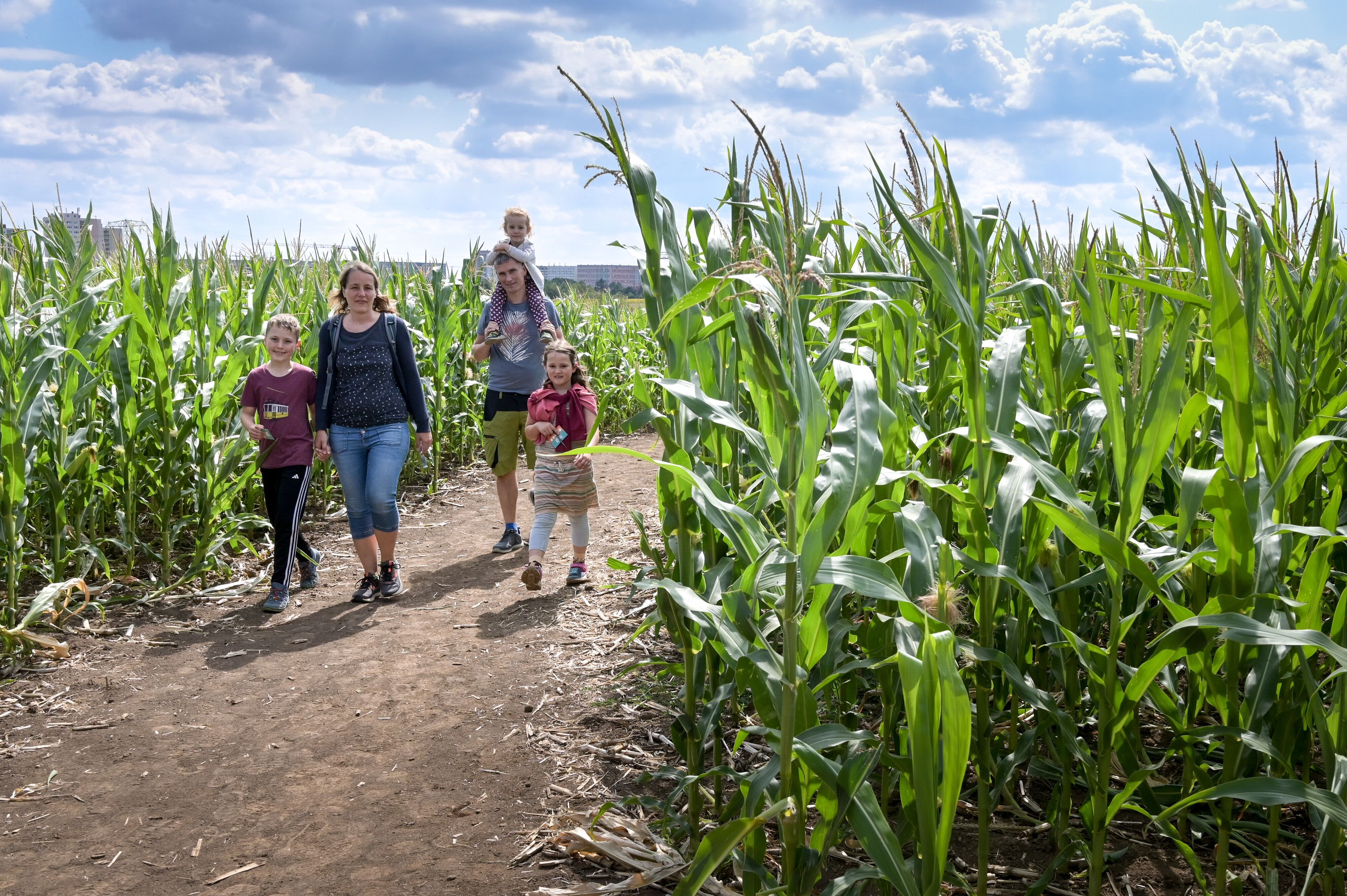 Eine Familie läuft durch ein Maislabyrinth - eine beliebte Attraktion im Spätsommer und Frühherbst, auch in der Region rund um Rhein-Sieg.