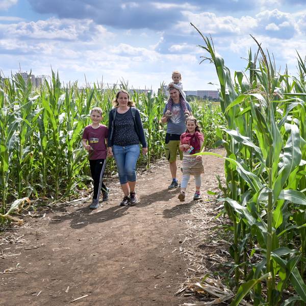 Eine Familie läuft durch ein Maislabyrinth - eine beliebte Attraktion im Spätsommer und Frühherbst, auch in der Region rund um Rhein-Sieg.