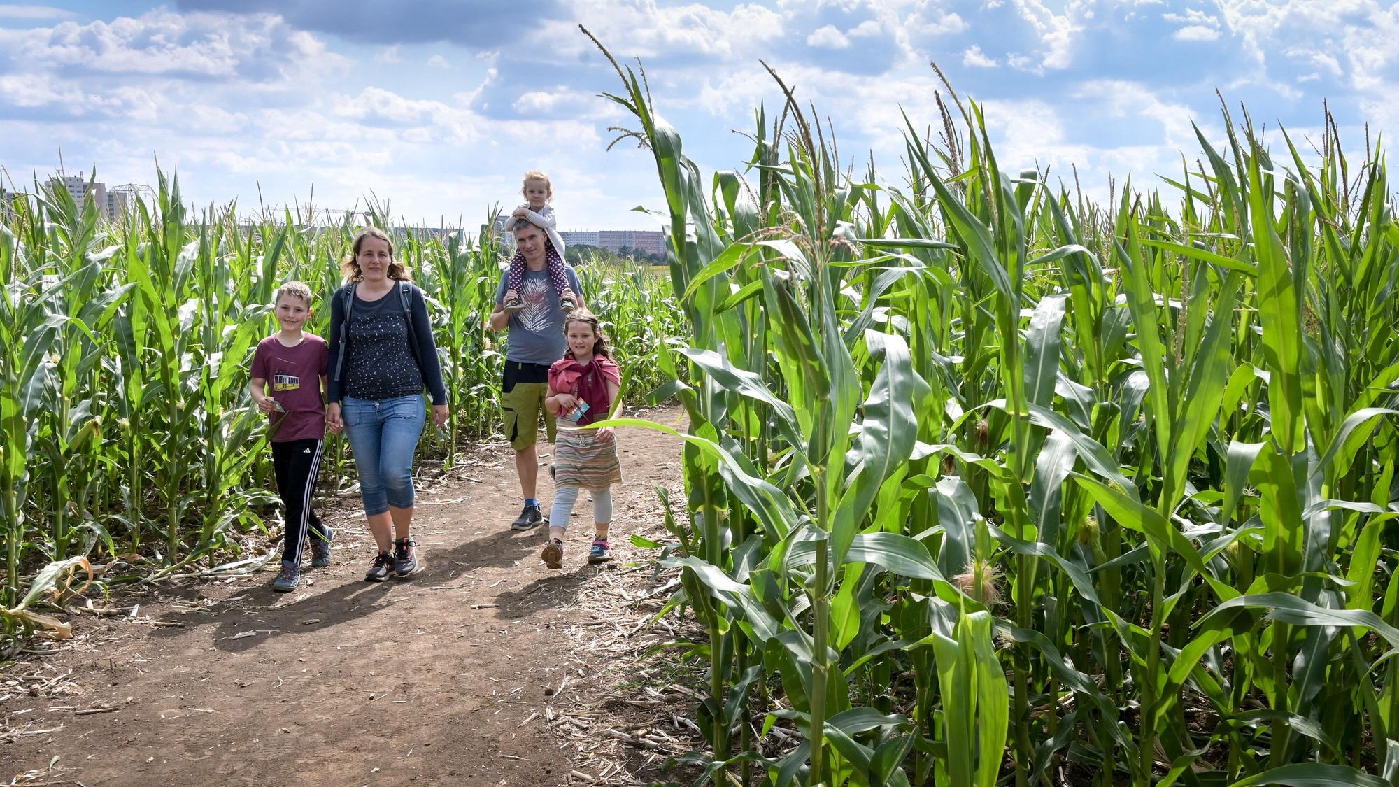 Eine Familie läuft durch ein Maislabyrinth - eine beliebte Attraktion im Spätsommer und Frühherbst, auch in der Region rund um Rhein-Sieg.