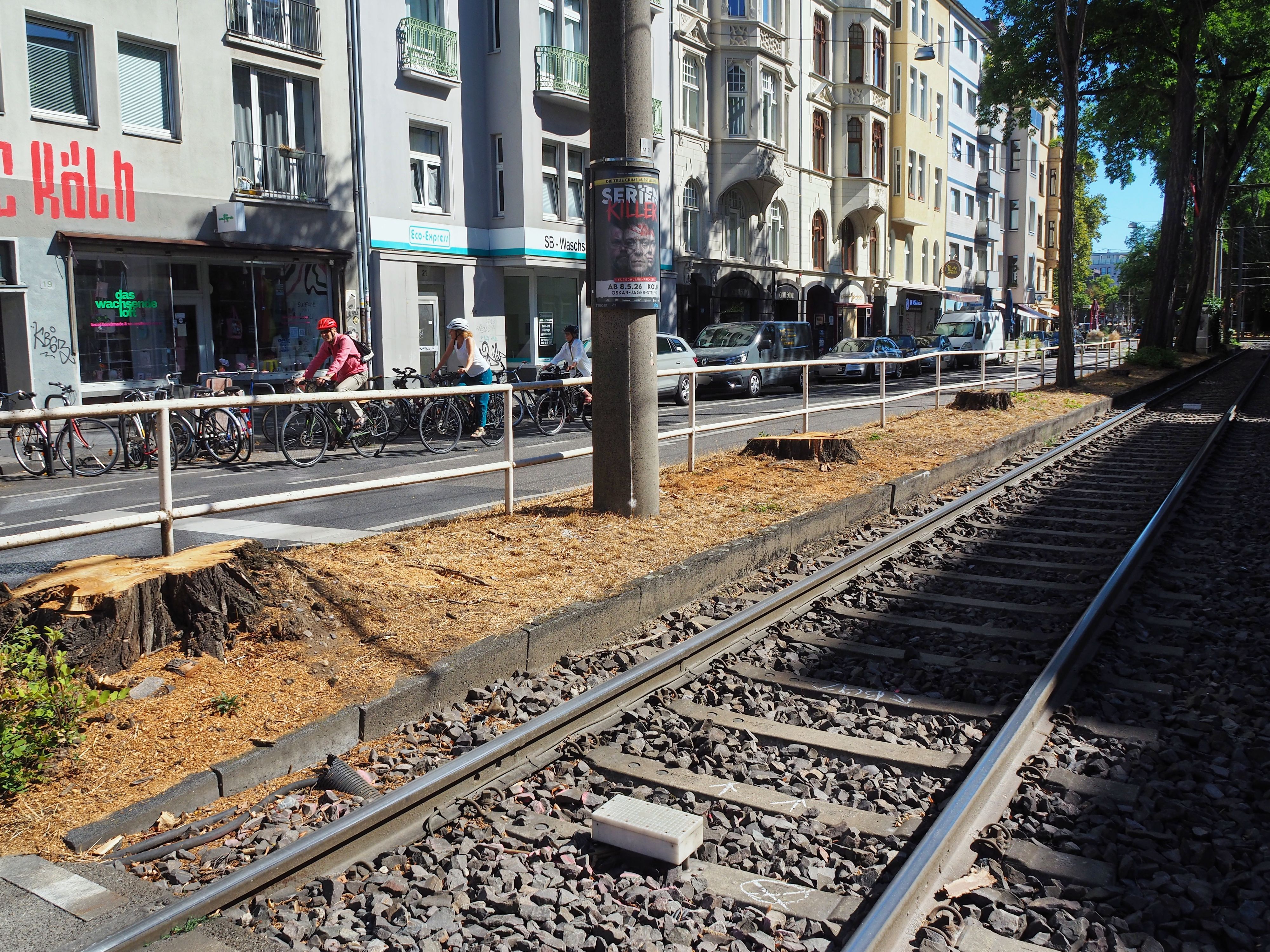 Baumscheiben an der Haltestelle Ubierring in der Südstadt.