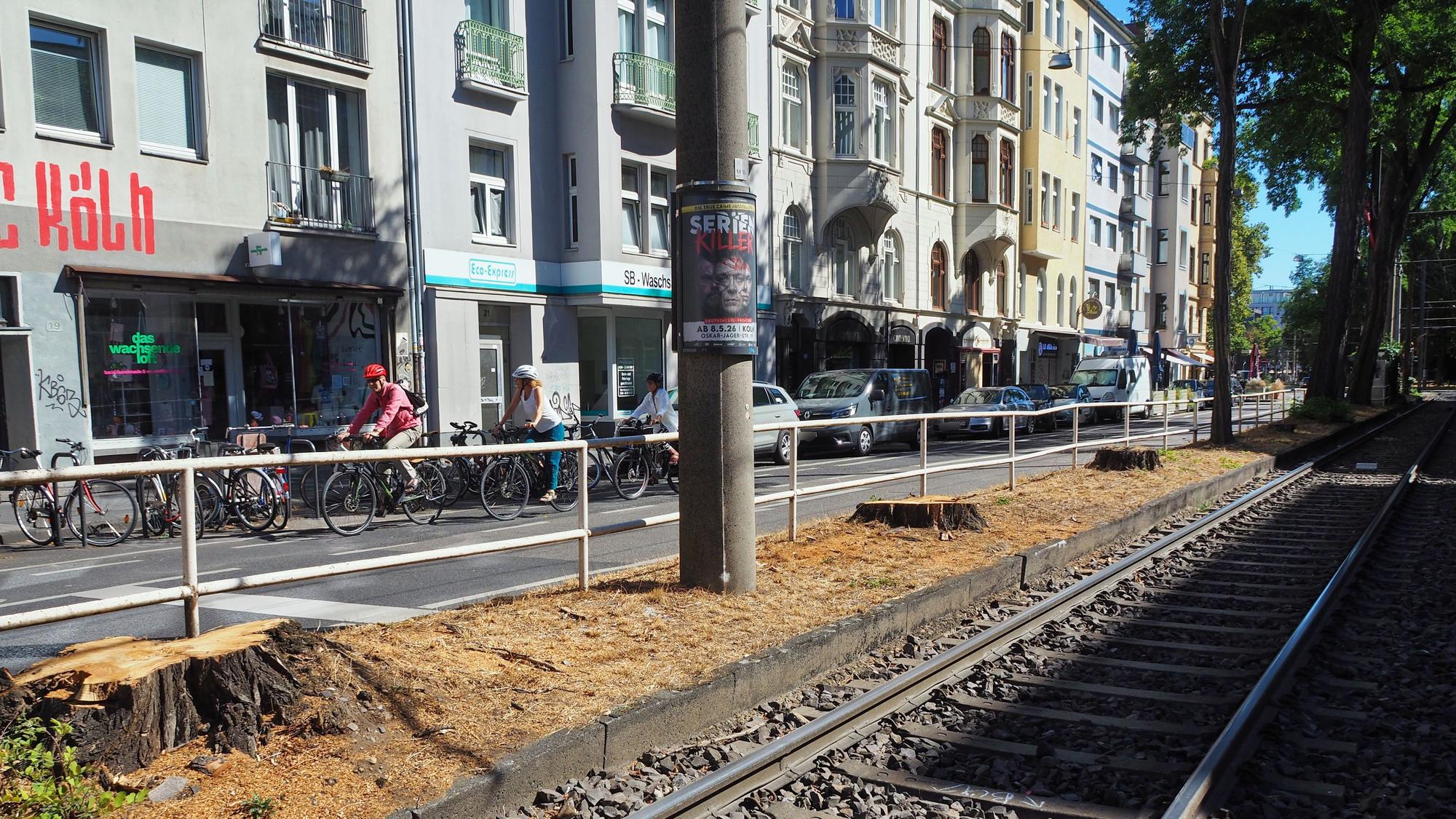 Baumscheiben an der Haltestelle Ubierring in der Südstadt.