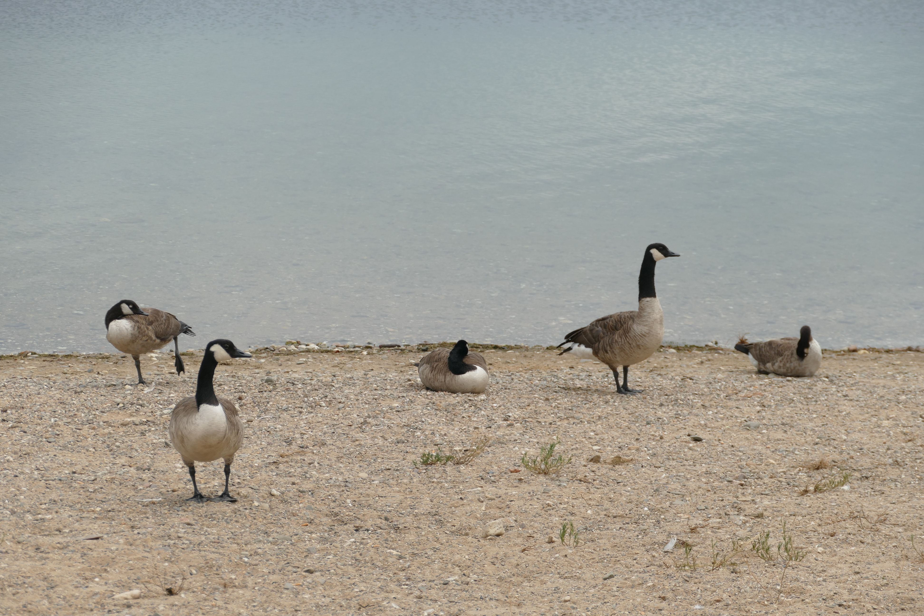 Kanadagänse am Ufer des Rotter Sees, wo vor einem Monat mehrere verendete Wasservögel gefunden wurden.