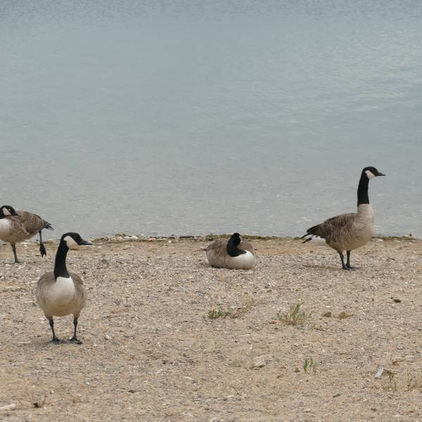 Kanadagänse am Ufer des Rotter Sees, wo vor einem Monat mehrere verendete Wasservögel gefunden wurden.