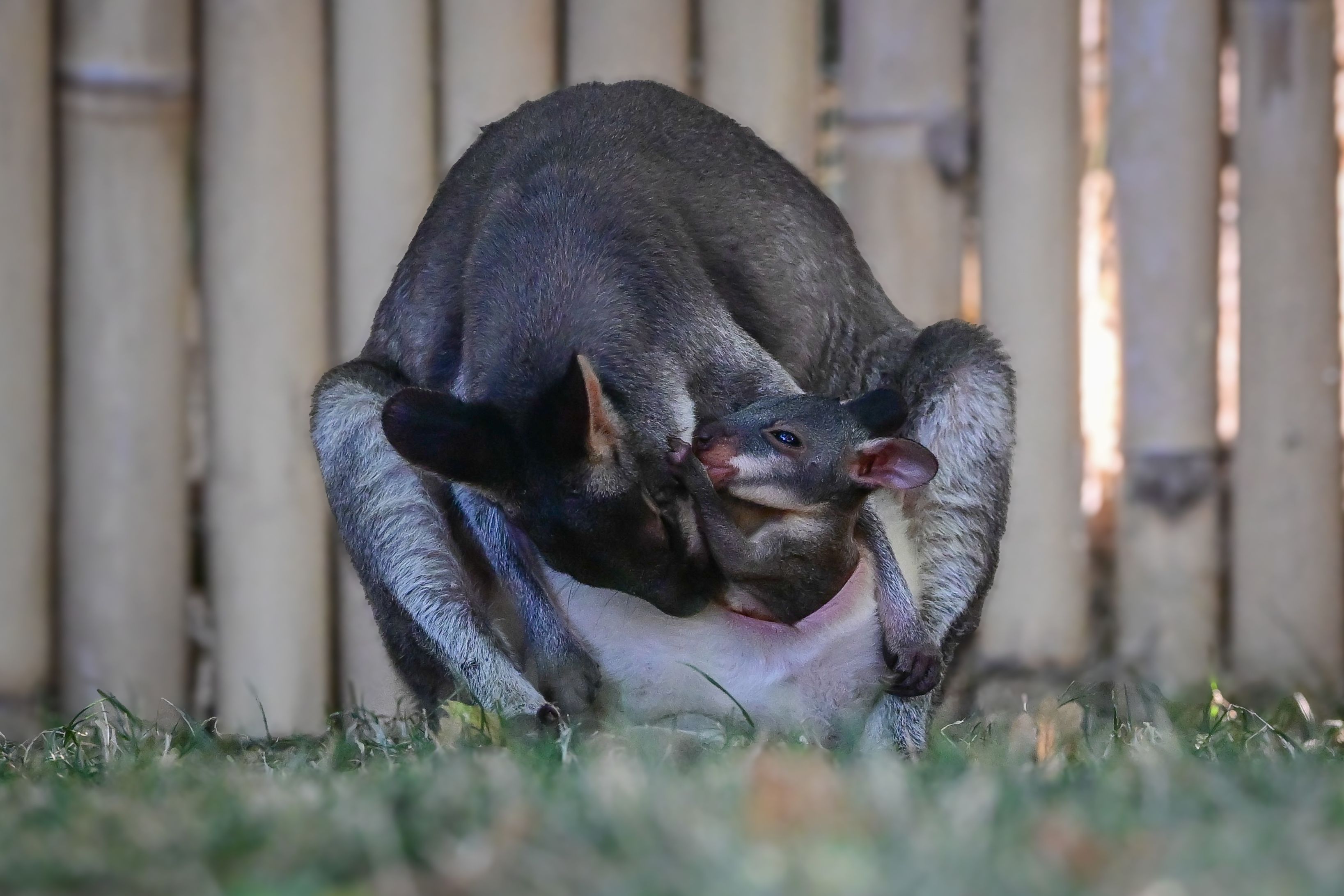 Seltener Nachwuchs im Kölner Zoo. Das Junge wird von ihren Eltern gehegt und gepflegt.
