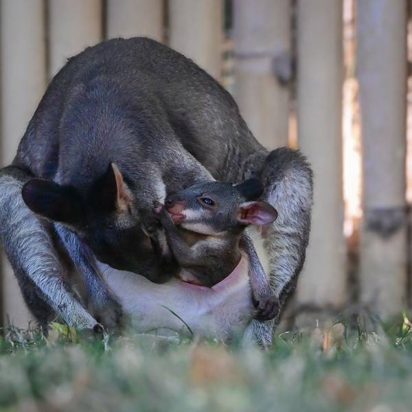 Seltener Nachwuchs im Kölner Zoo. Das Junge wird von ihren Eltern gehegt und gepflegt.