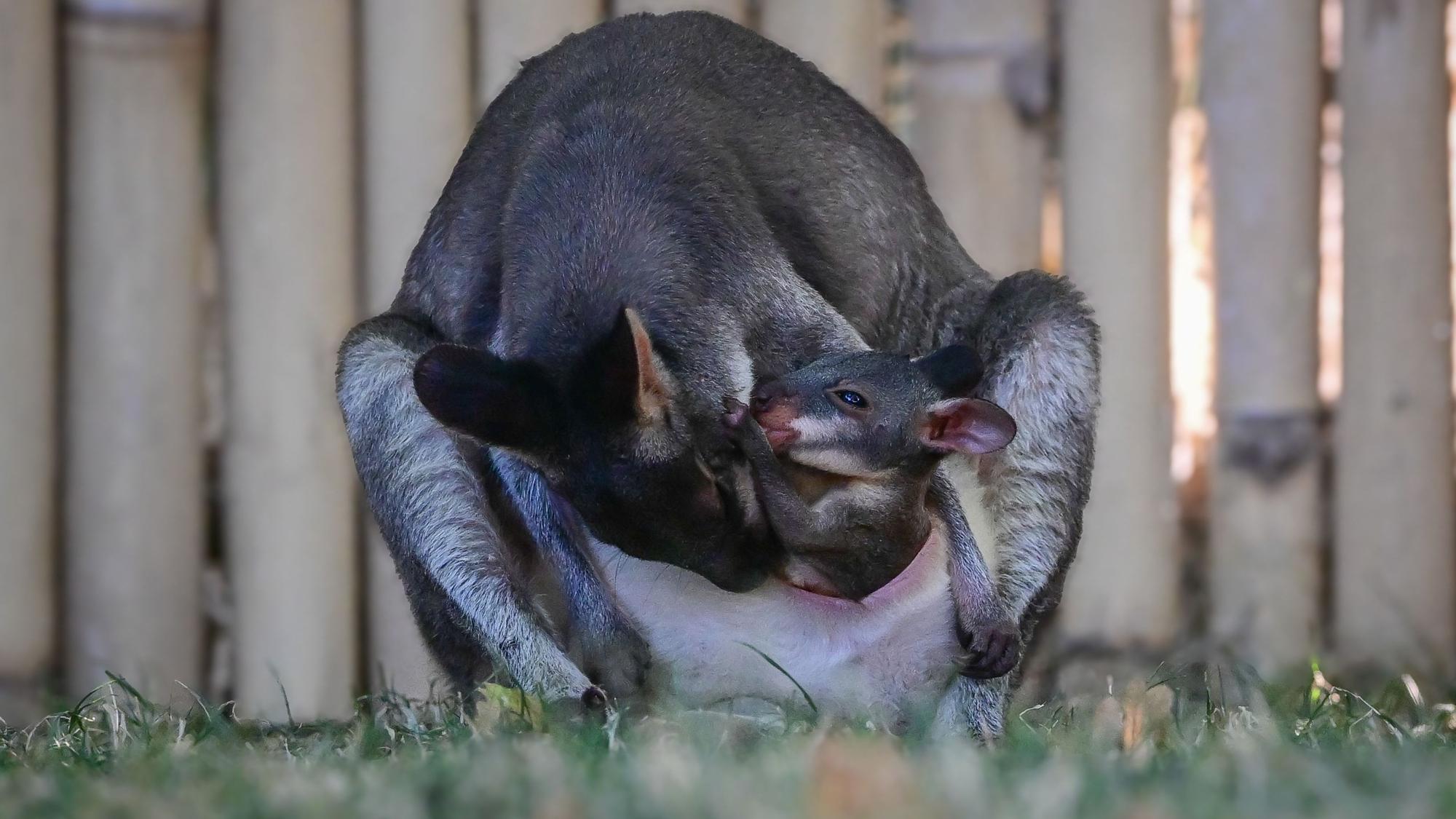 Seltener Nachwuchs im Kölner Zoo. Das Junge wird von ihren Eltern gehegt und gepflegt.
