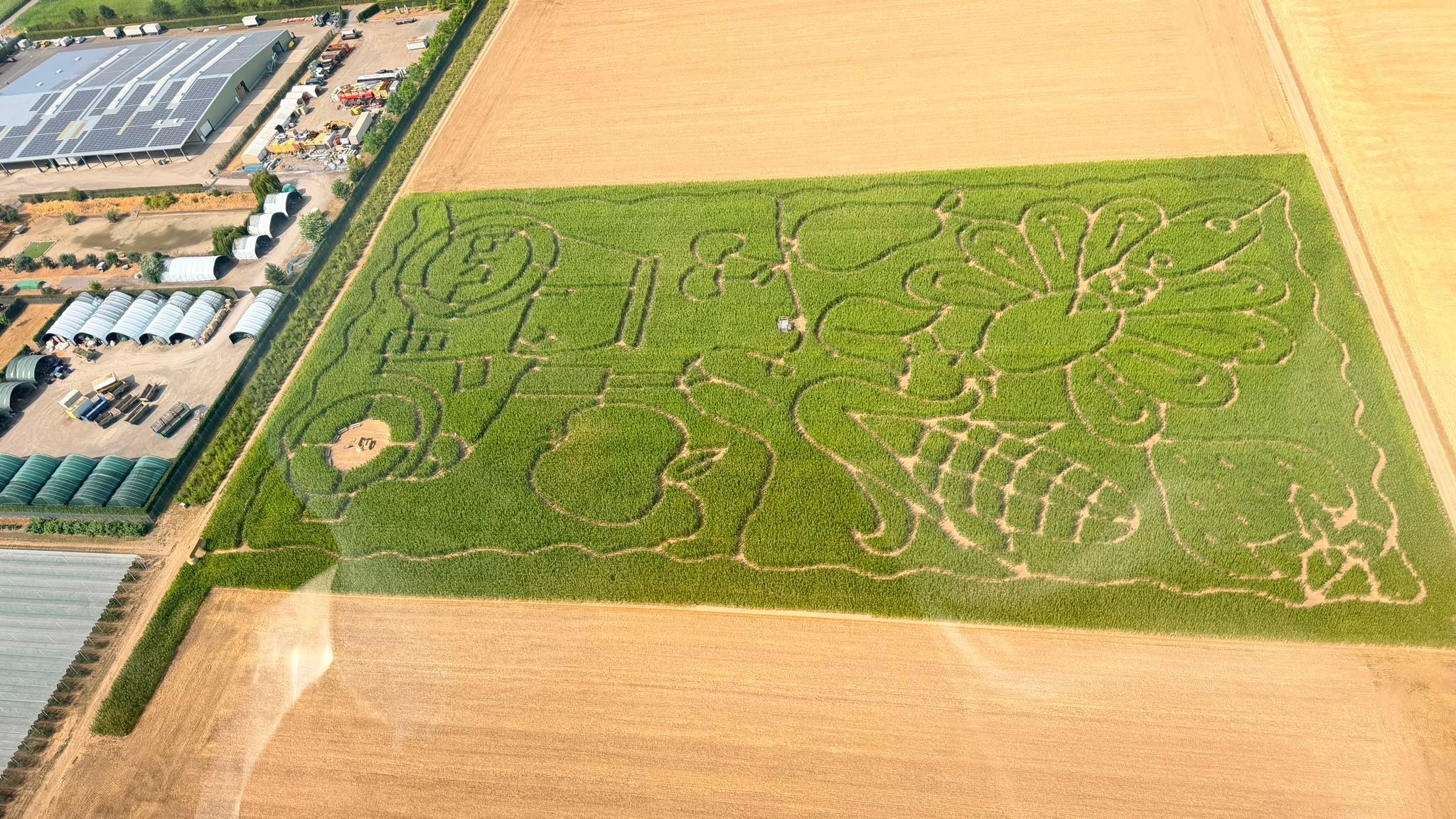 Das diesjährige Maislabyrinth auf Willis Erlebnishof