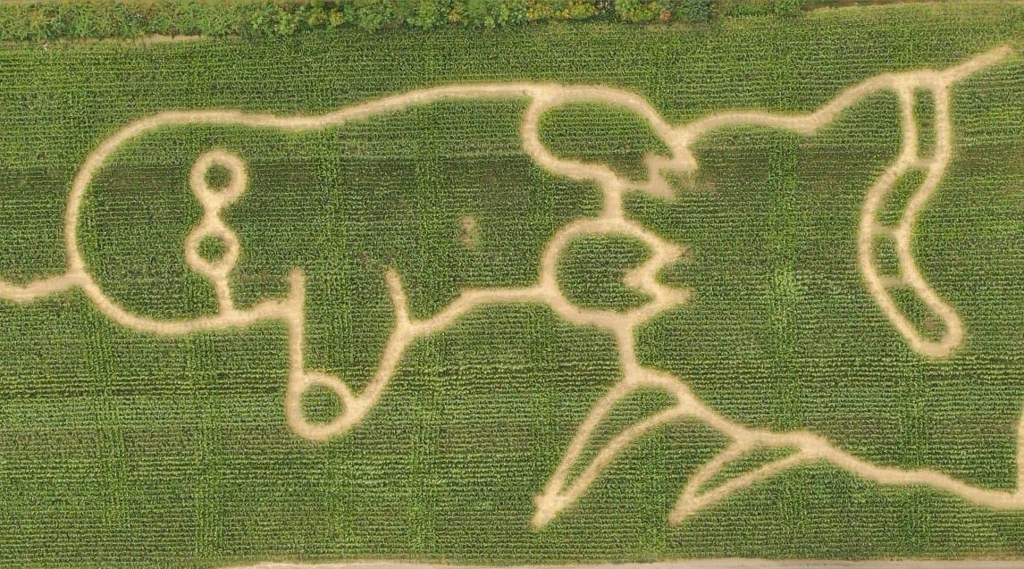 Die Welt unter unseren Füßen ist das Motto des diesjährigen Maislabyrinths auf dem Hielscher Hof in Witzhelfen.