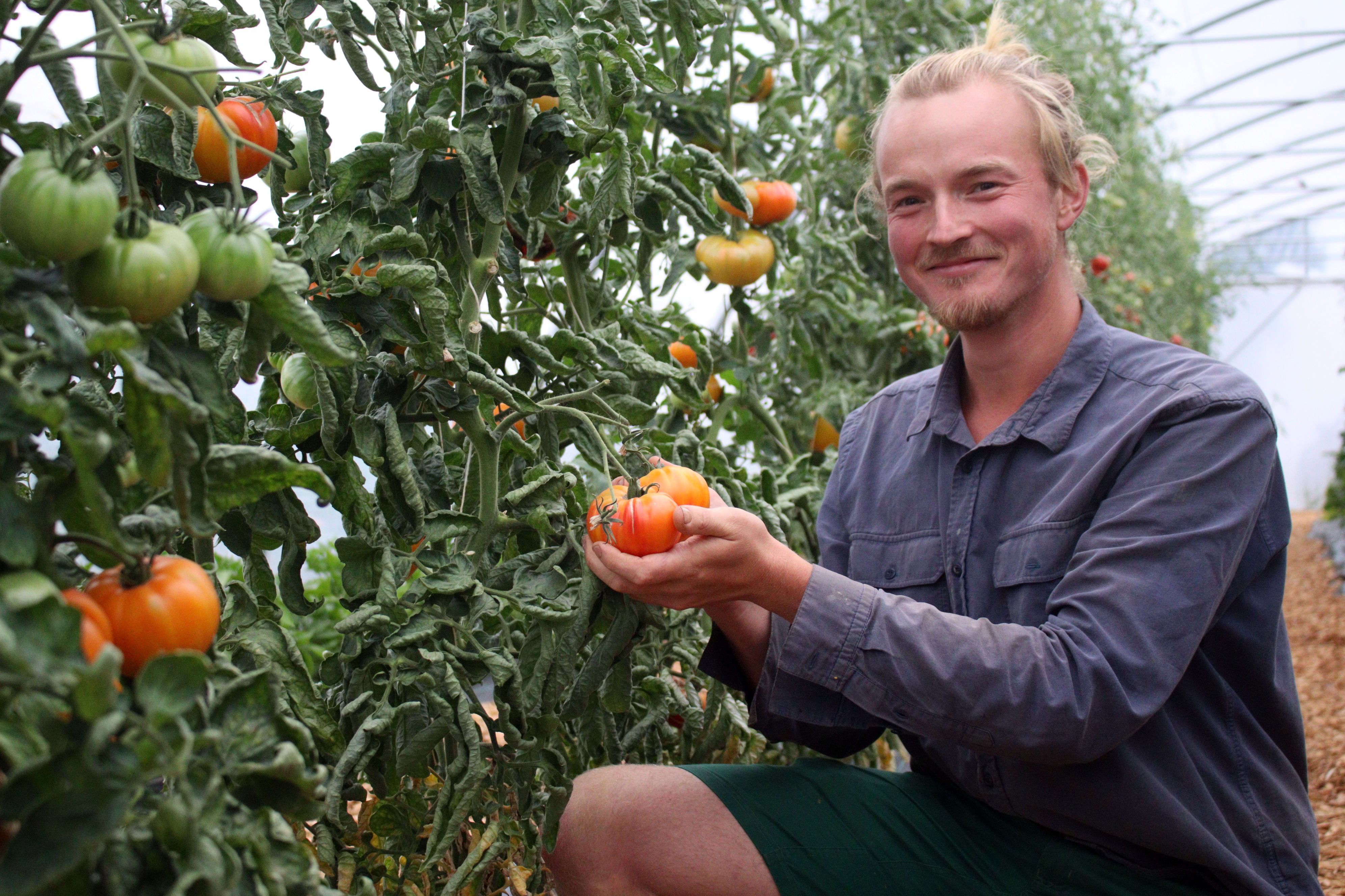 Matthias Hien im Gewächshaus, er hält eine Tomate in der Hand, die noch am Strauch hängt.