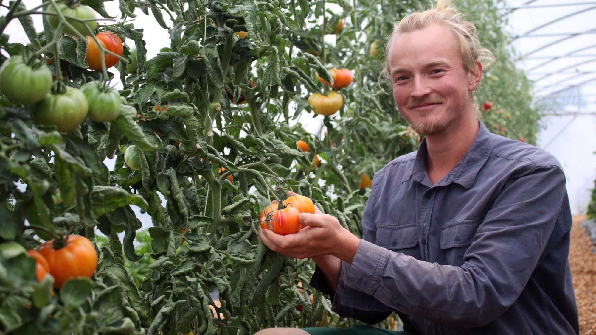 Matthias Hien im Gewächshaus, er hält eine Tomate in der Hand, die noch am Strauch hängt.