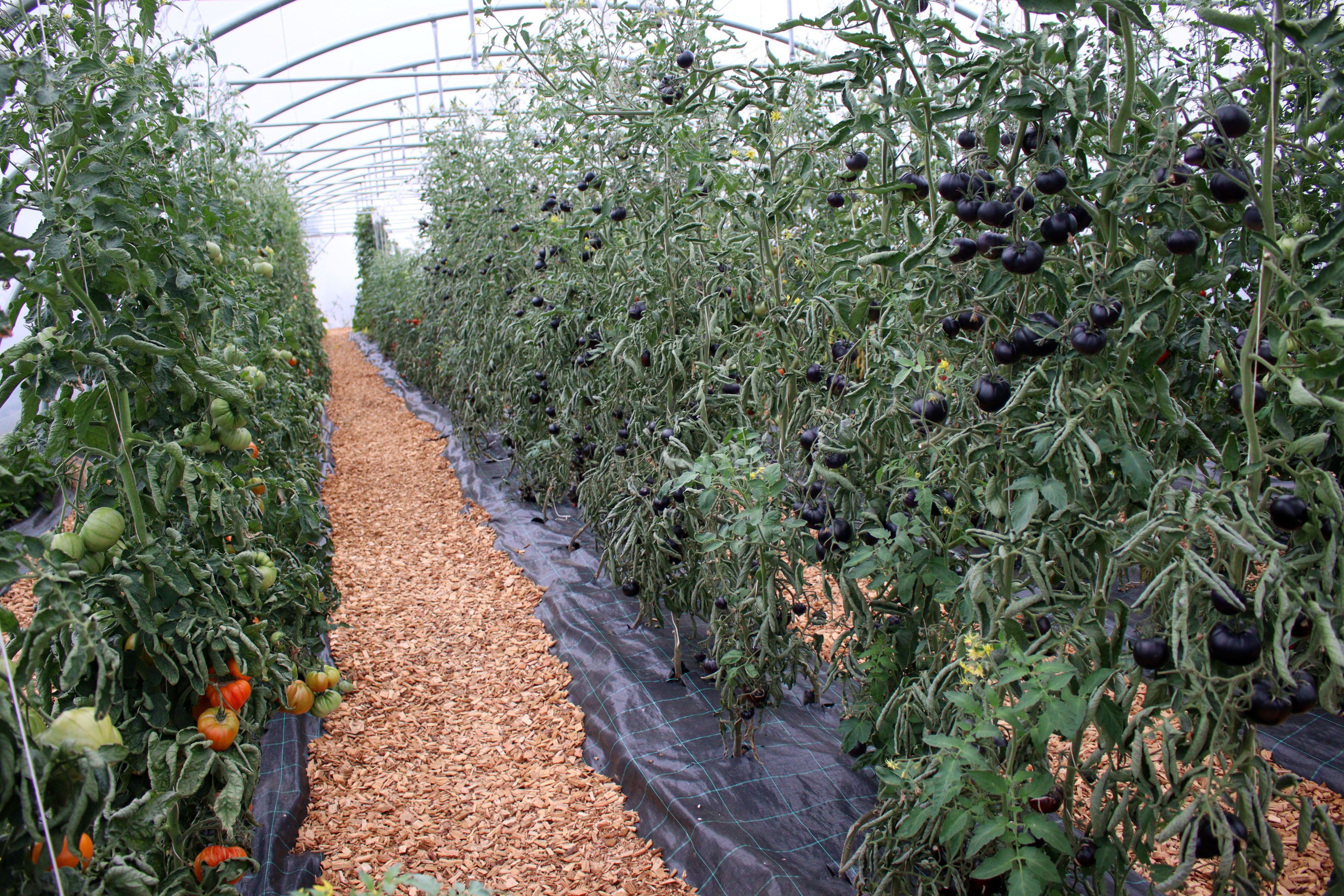 Im Gewächshaus stehen viele Tomatenpflanzen, einige tragen schwarze Früchte.
